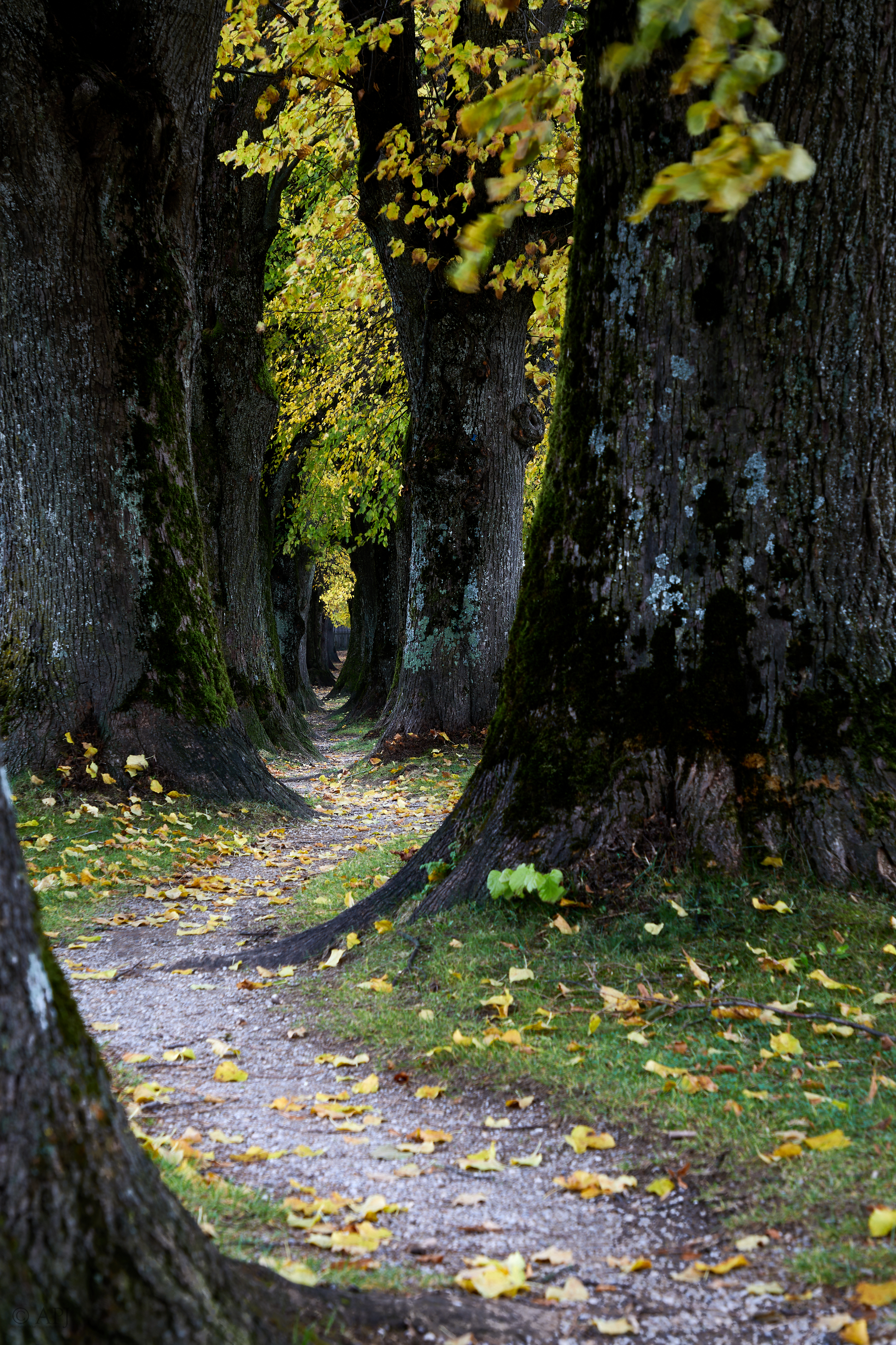 00249 30  073053000741 APJ 3633