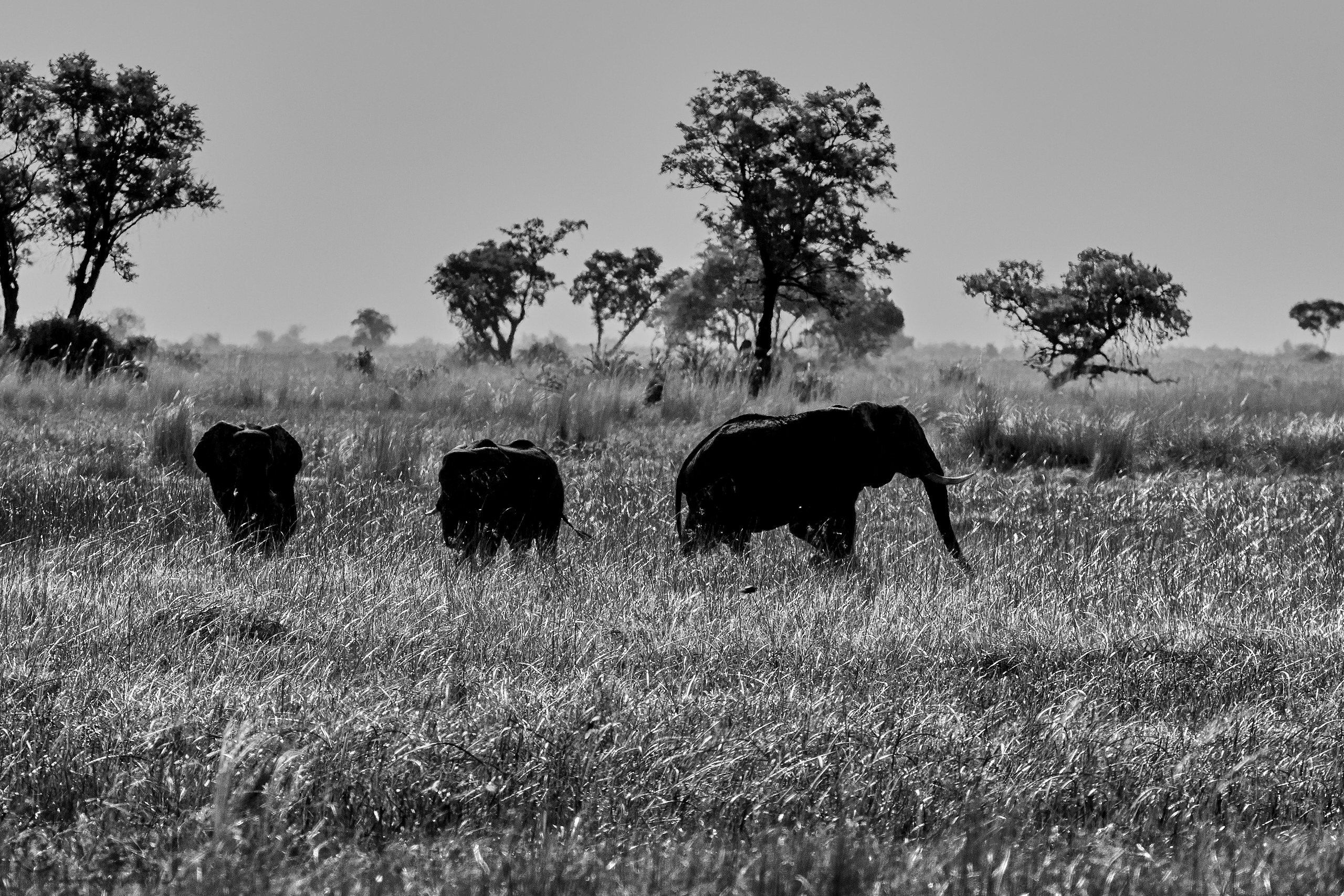 173 APJ IMG 8845 mod