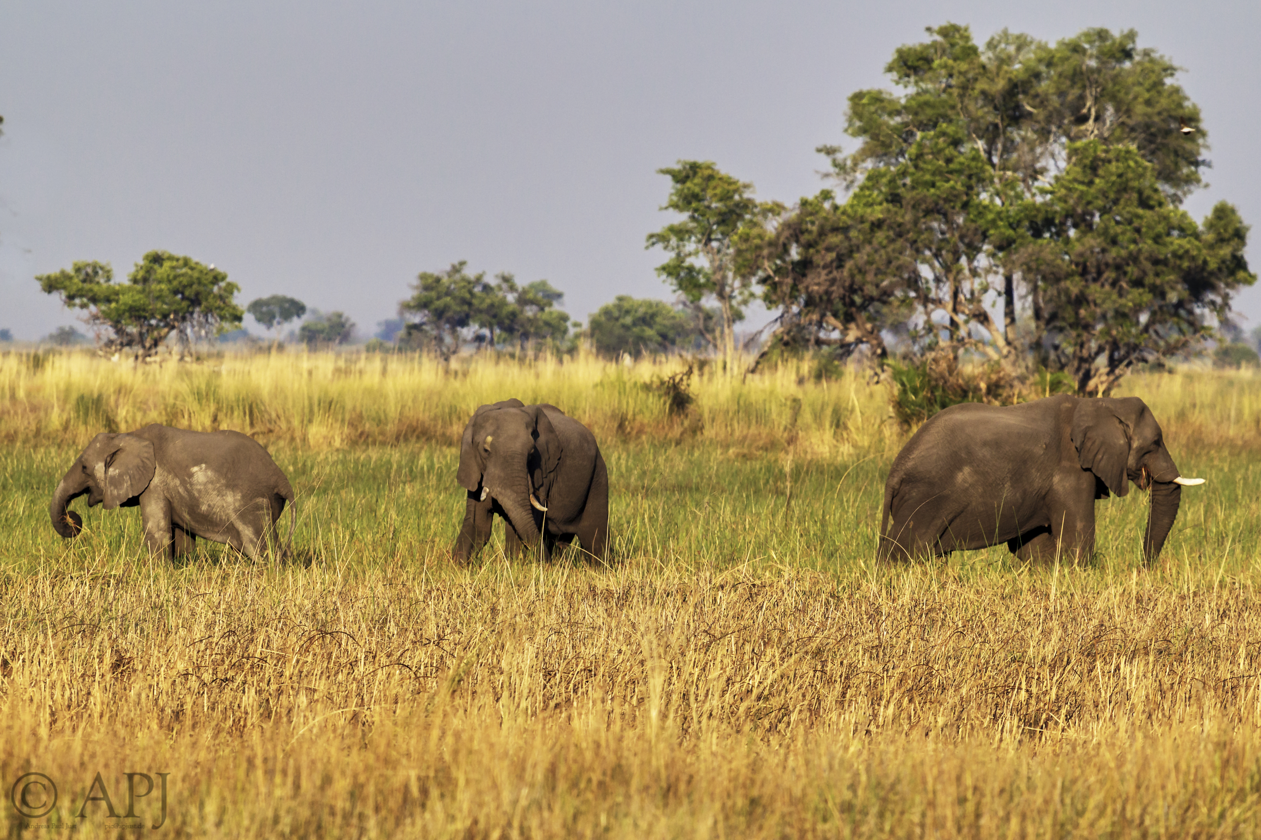 261 APJ IMG 0211 mod