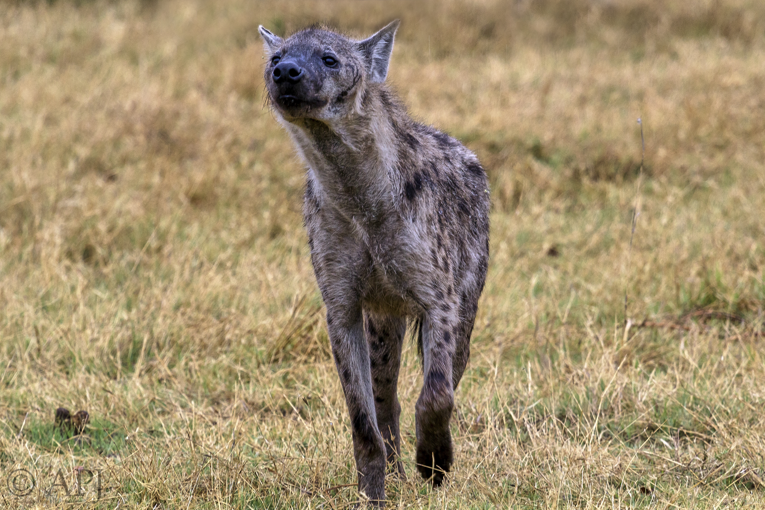 351 APJ IMG 1504 mod