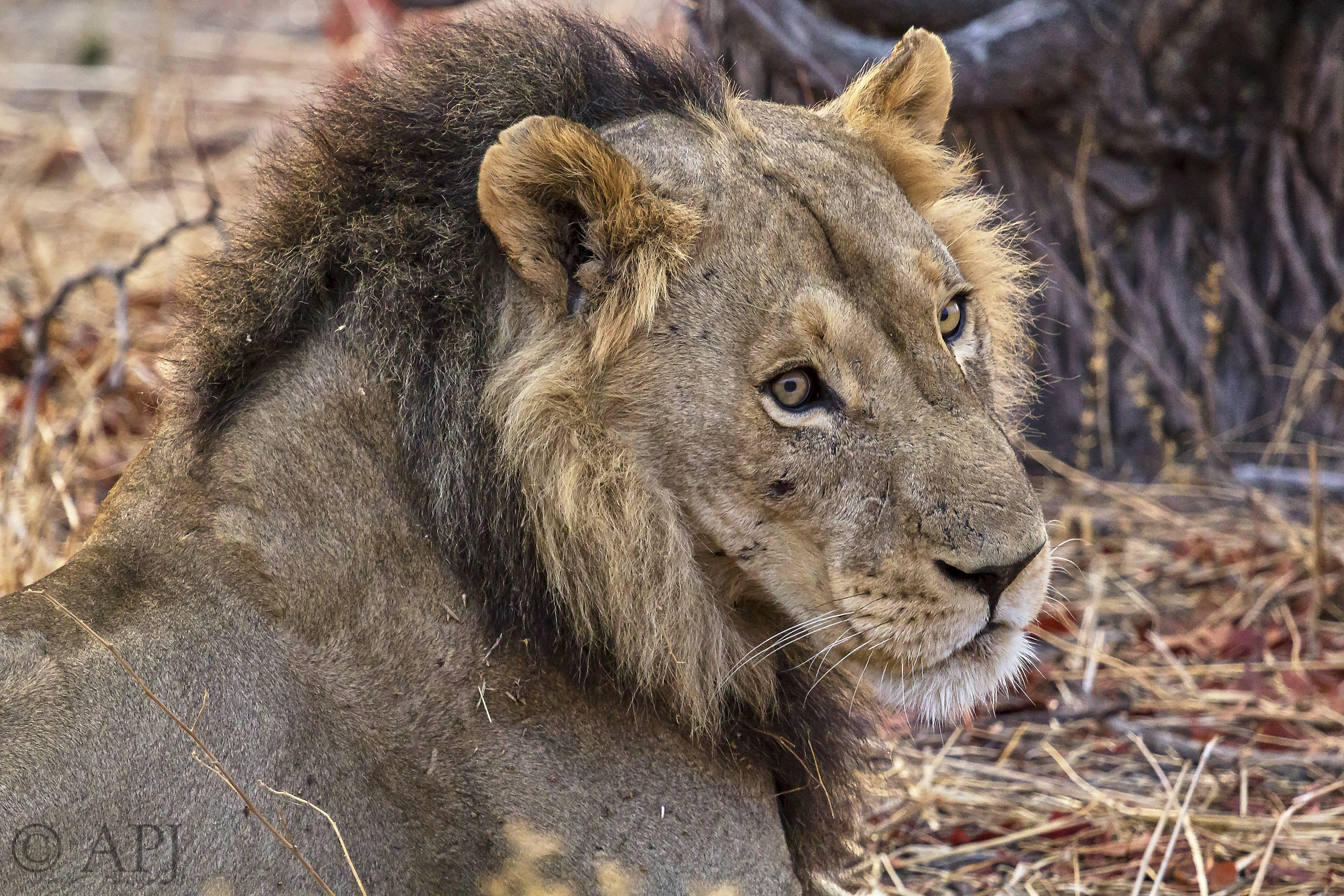 395 APJ IMG 2120 mod