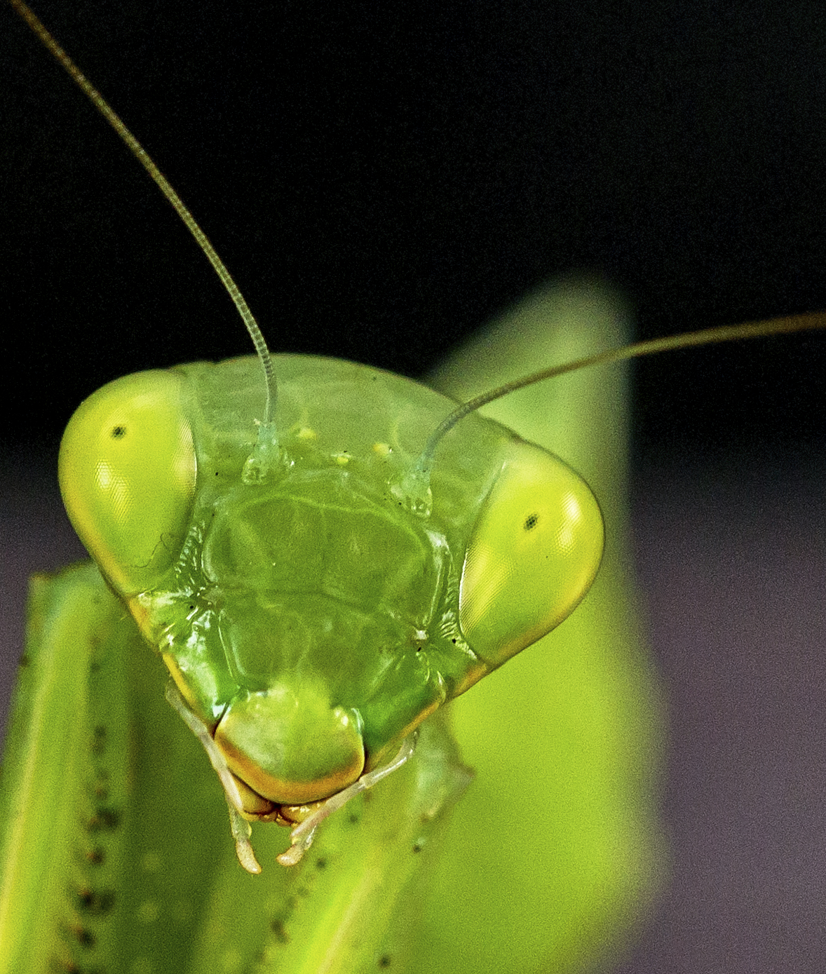 431 APJ IMG 2510 mod