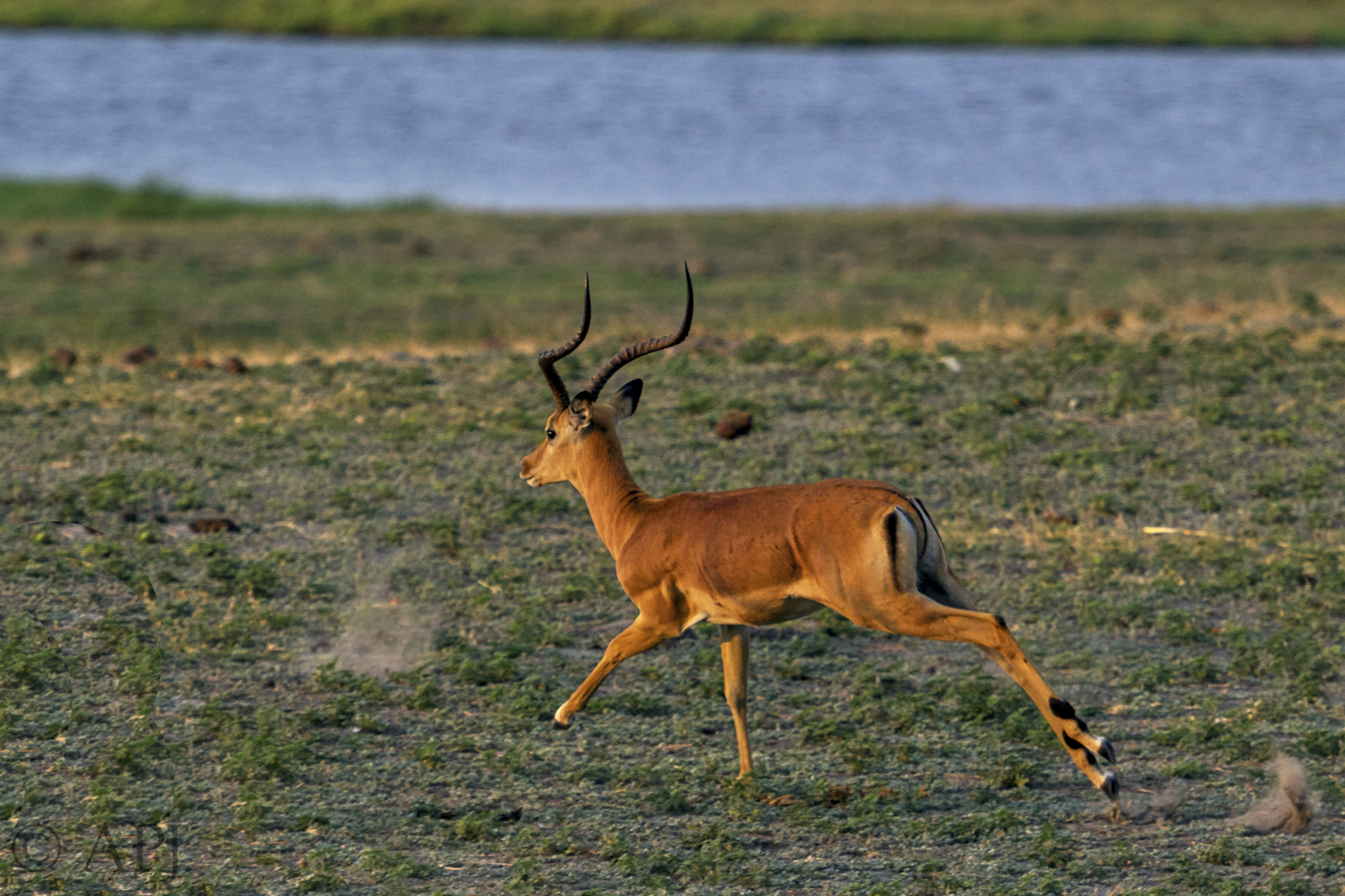 469 APJ IMG 3100 mod