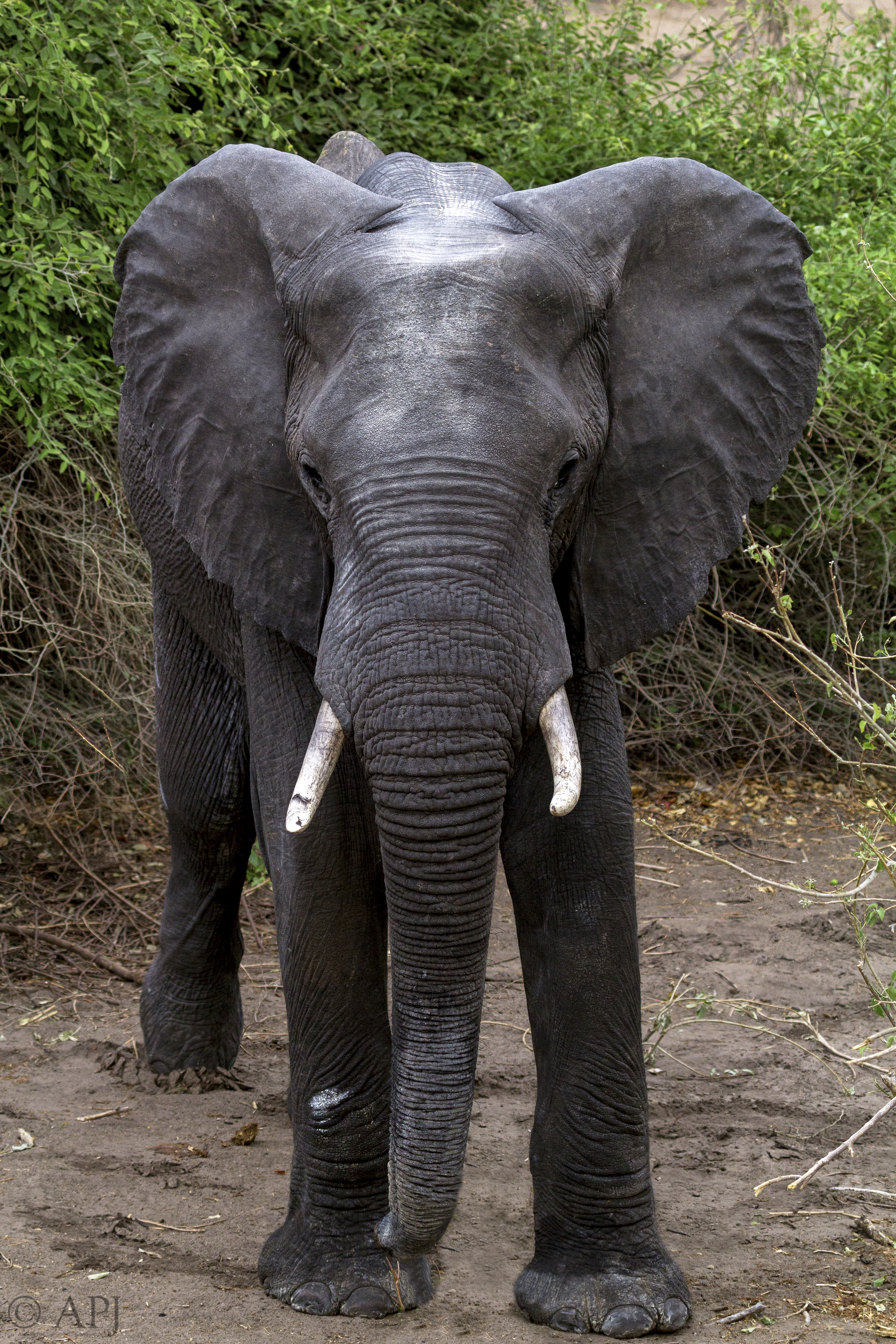 484 APJ IMG 3330 mod