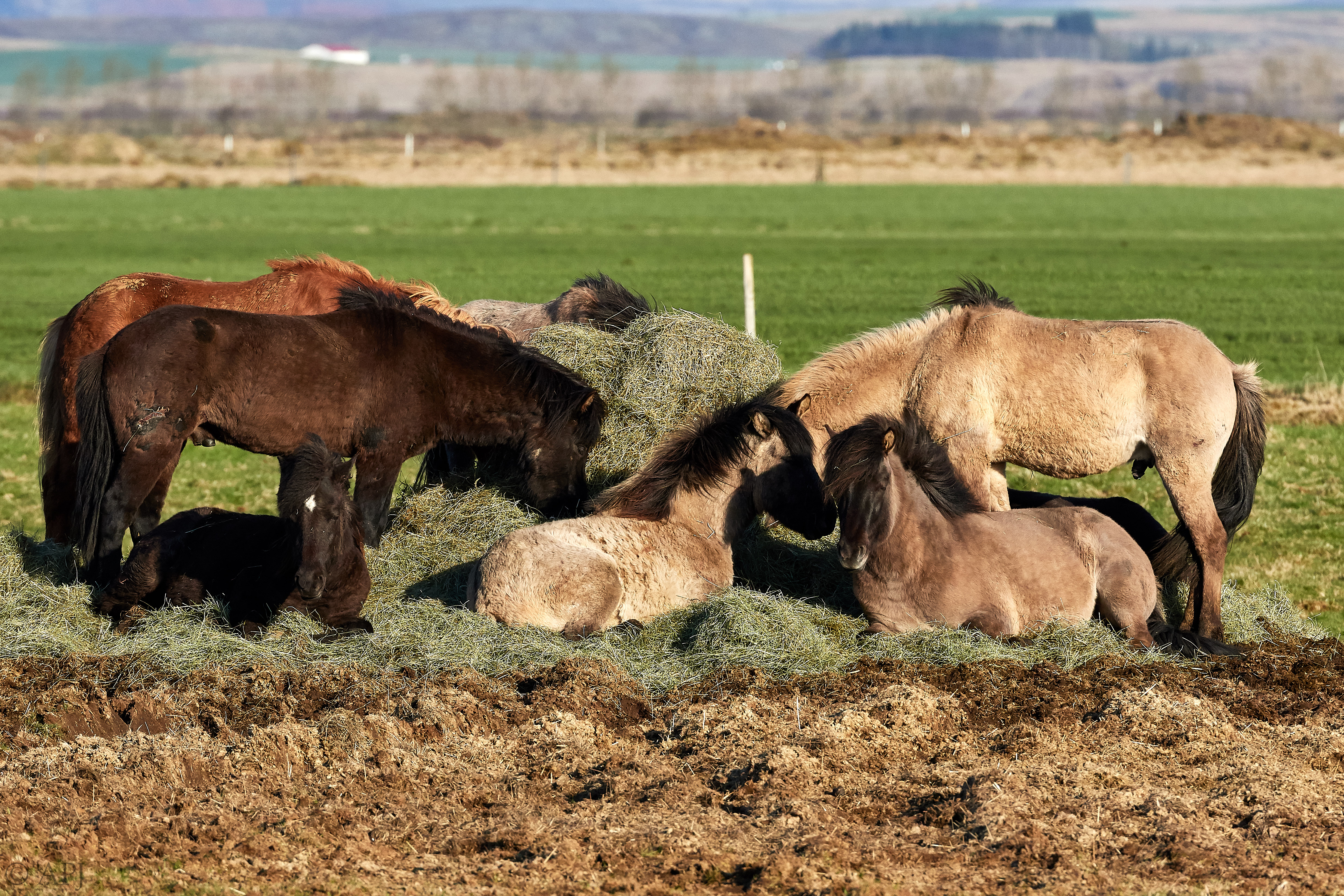 1780  133053000965 APJ 3848