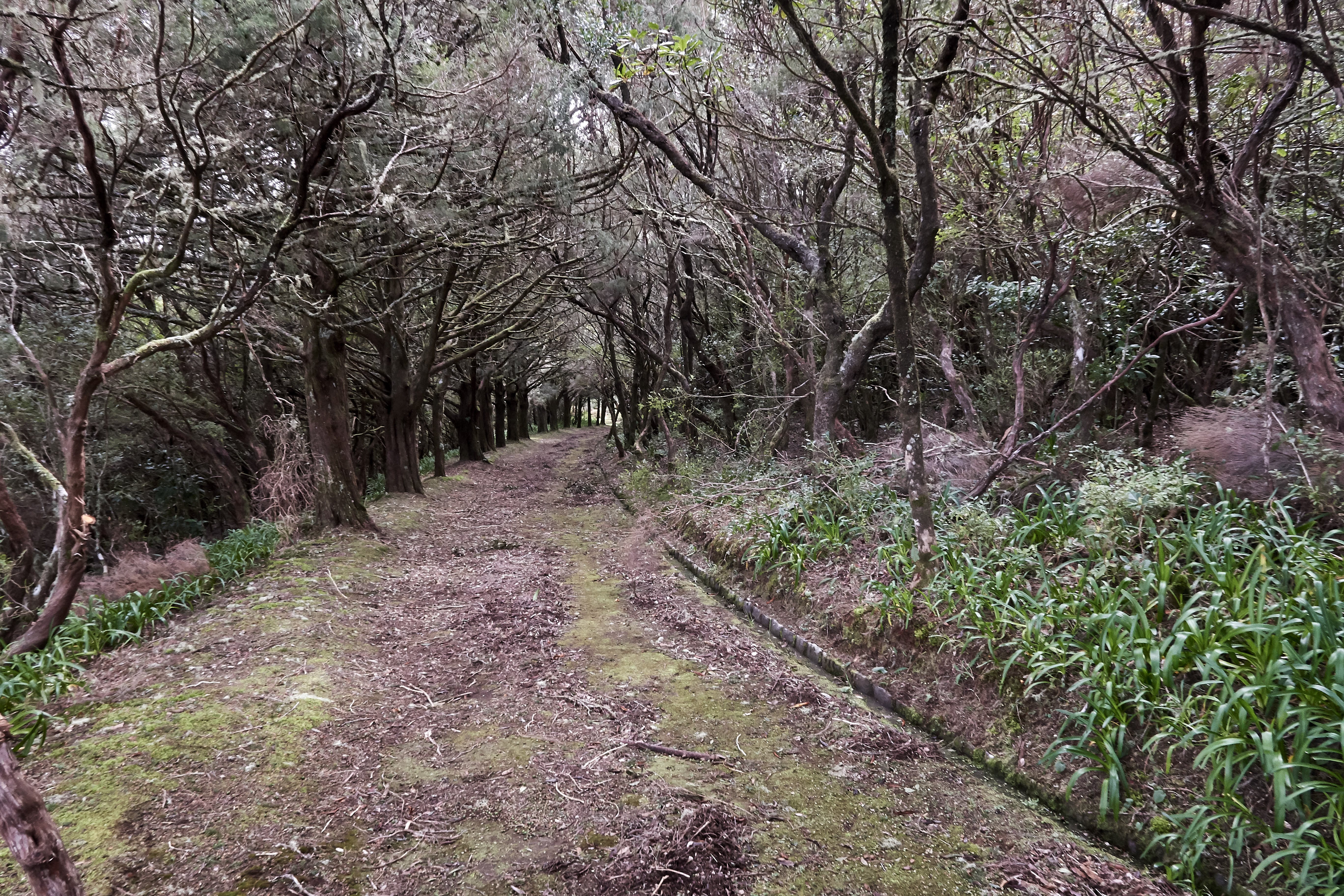 0387  Urlaub Madeira 032018