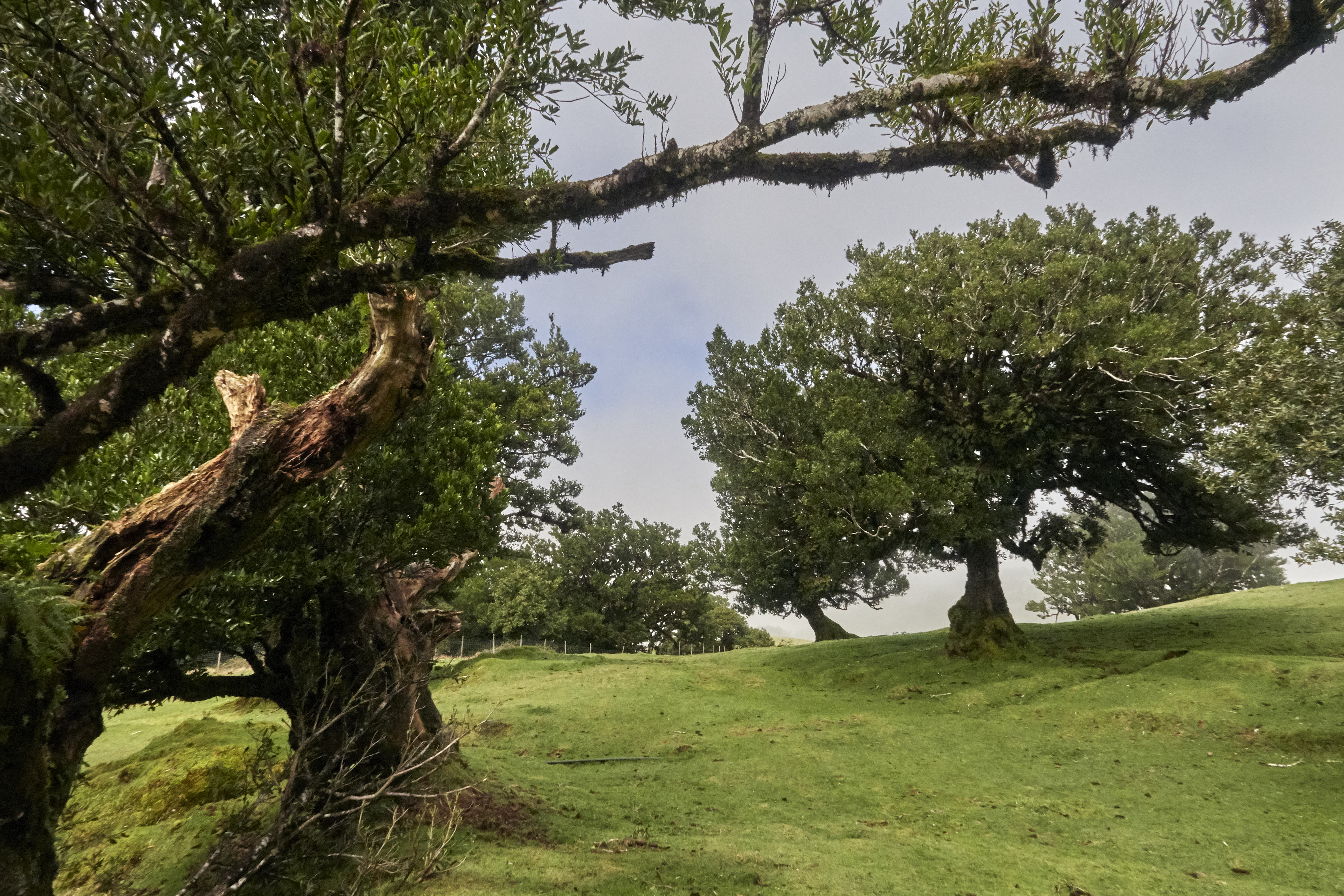 0476  Urlaub Madeira 032018