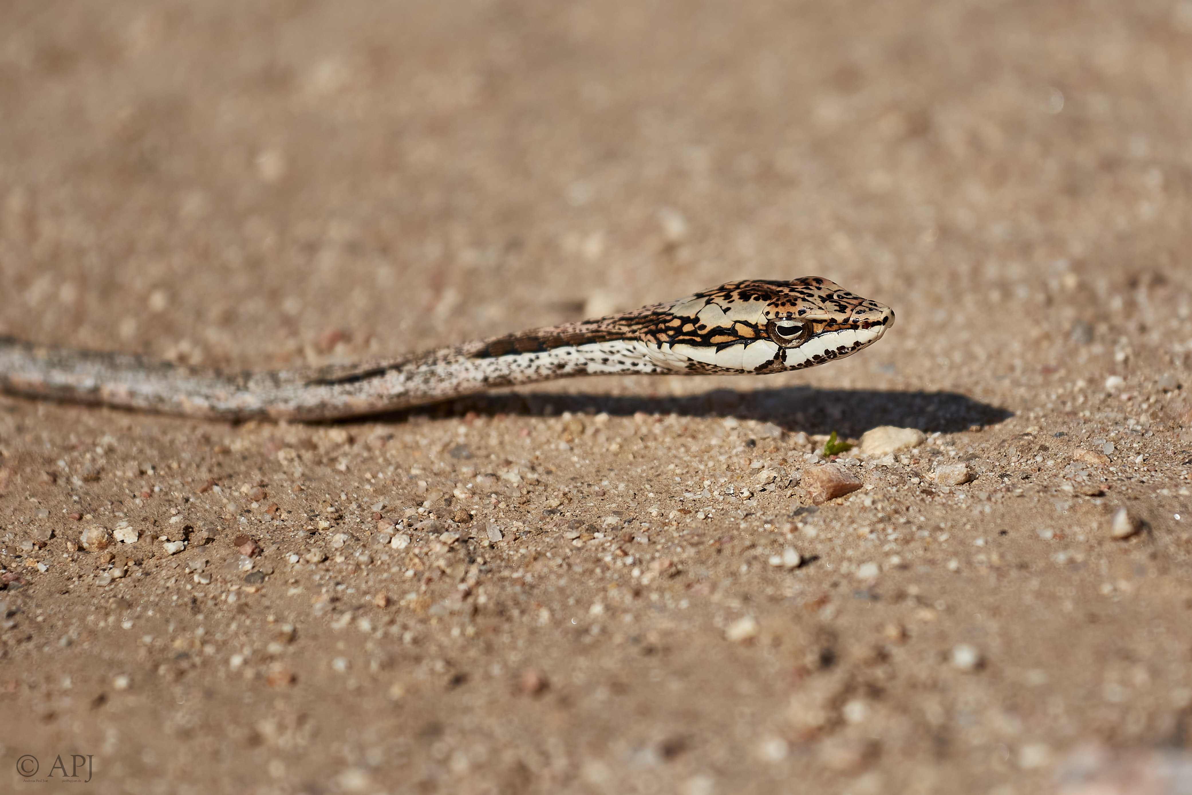 Mosambik Swasiland Südafrika