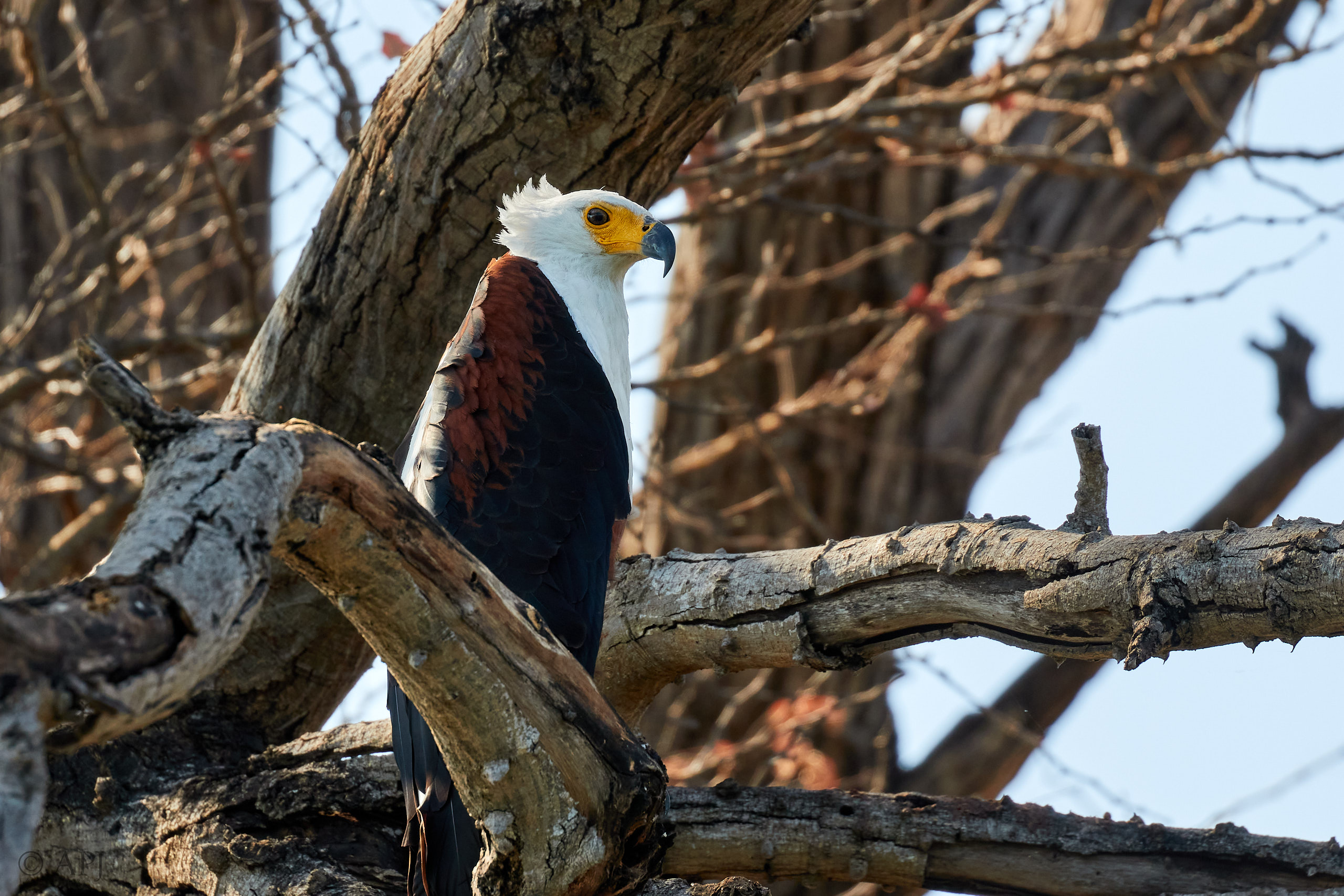 00054 APJ Sambia Malawi 2018 00365