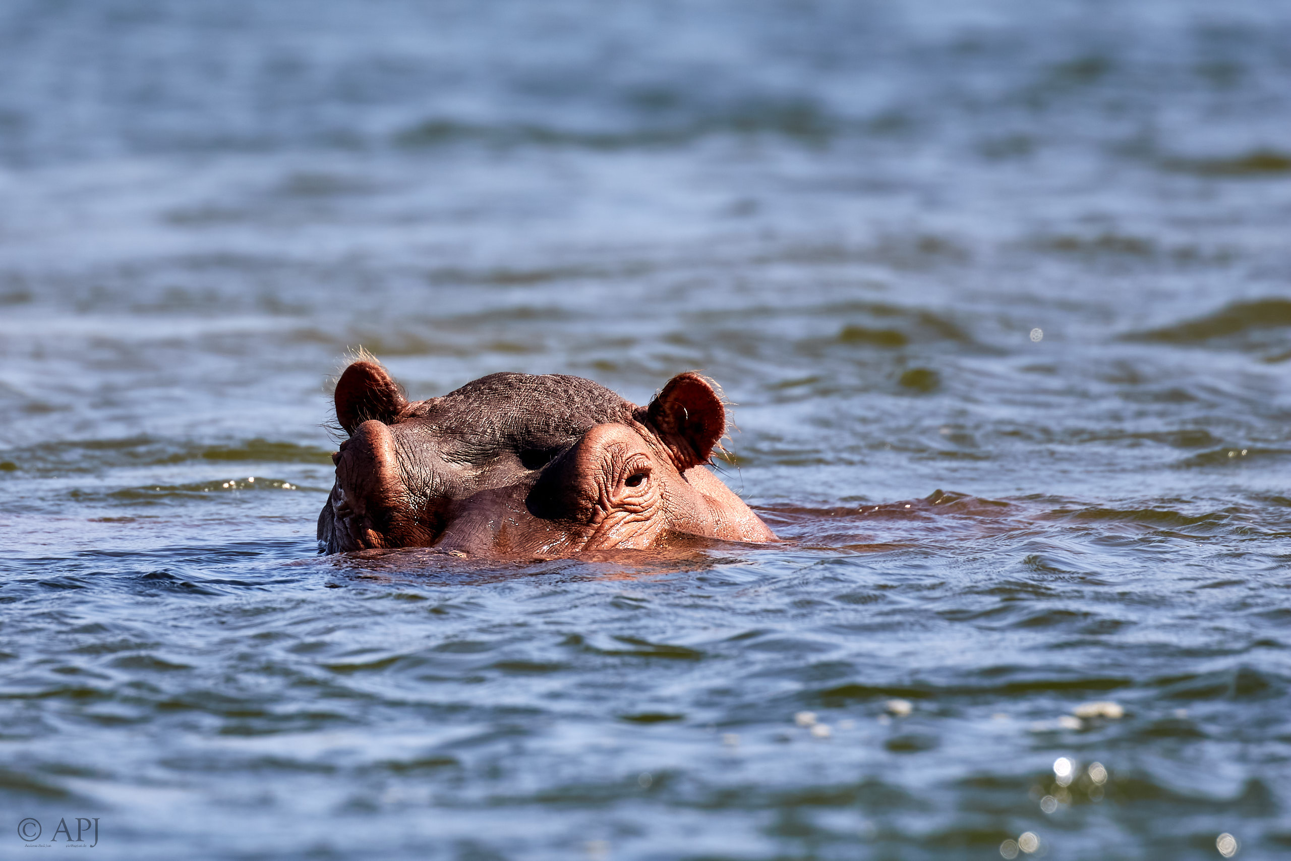 00056 APJ Sambia Malawi 2018 00384
