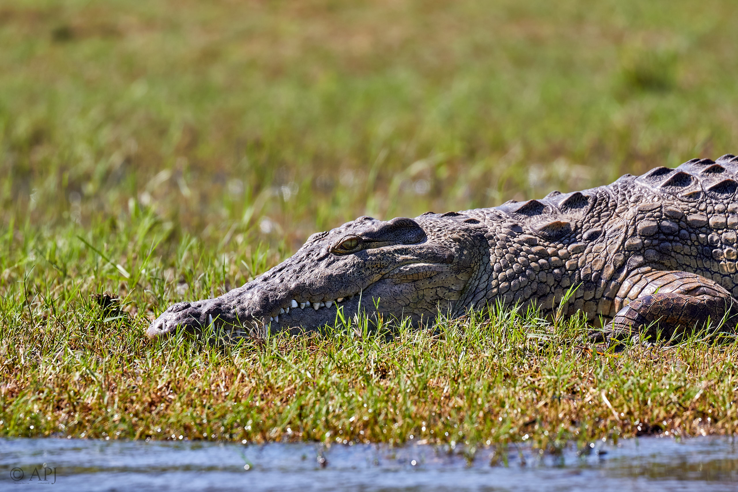 00059 APJ Sambia Malawi 2018 00410