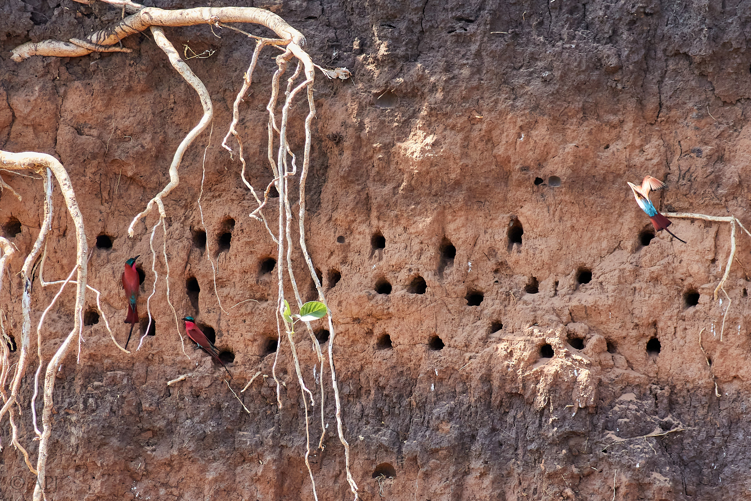 00065 APJ Sambia Malawi 2018 00500