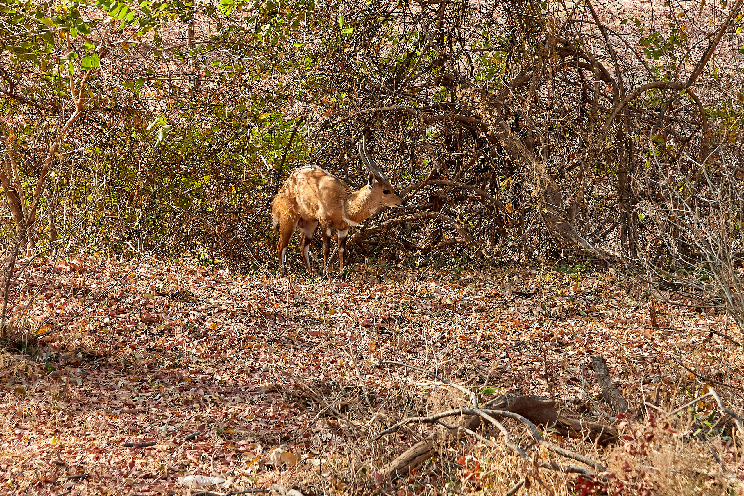 00139 APJ Sambia Malawi 2018 00869