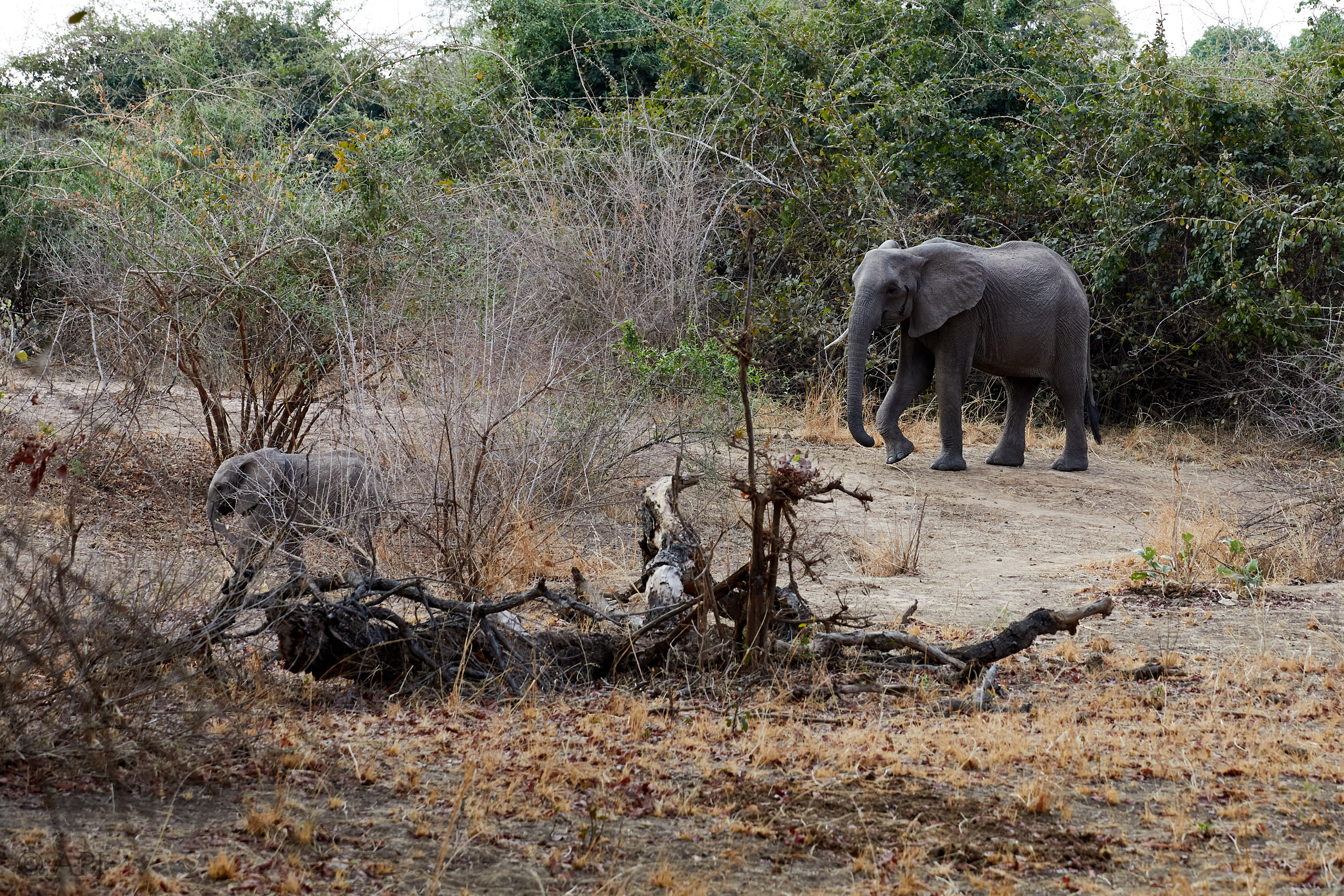 00141 APJ Sambia Malawi 2018 00894