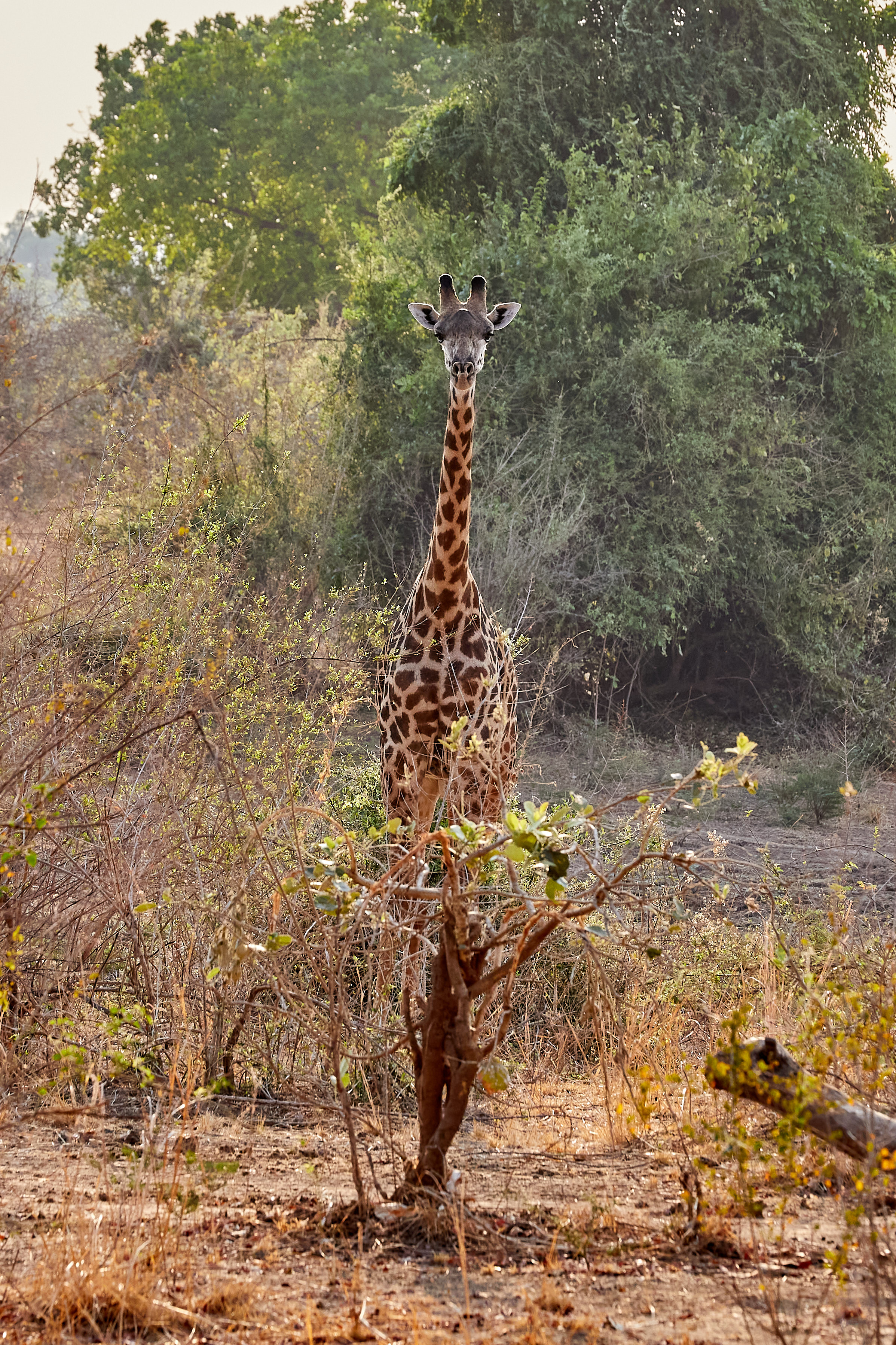 00145 APJ Sambia Malawi 2018 00974