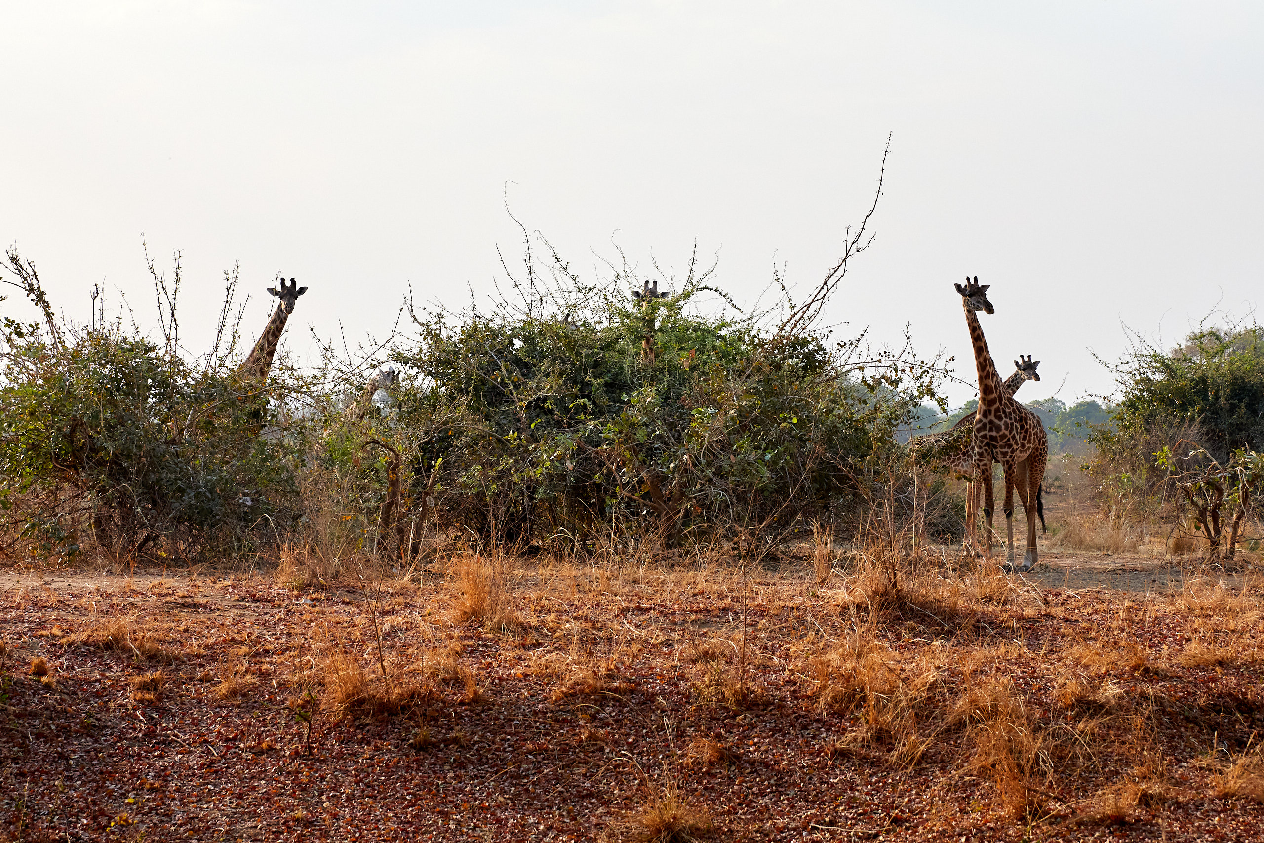 00146 APJ Sambia Malawi 2018 00981