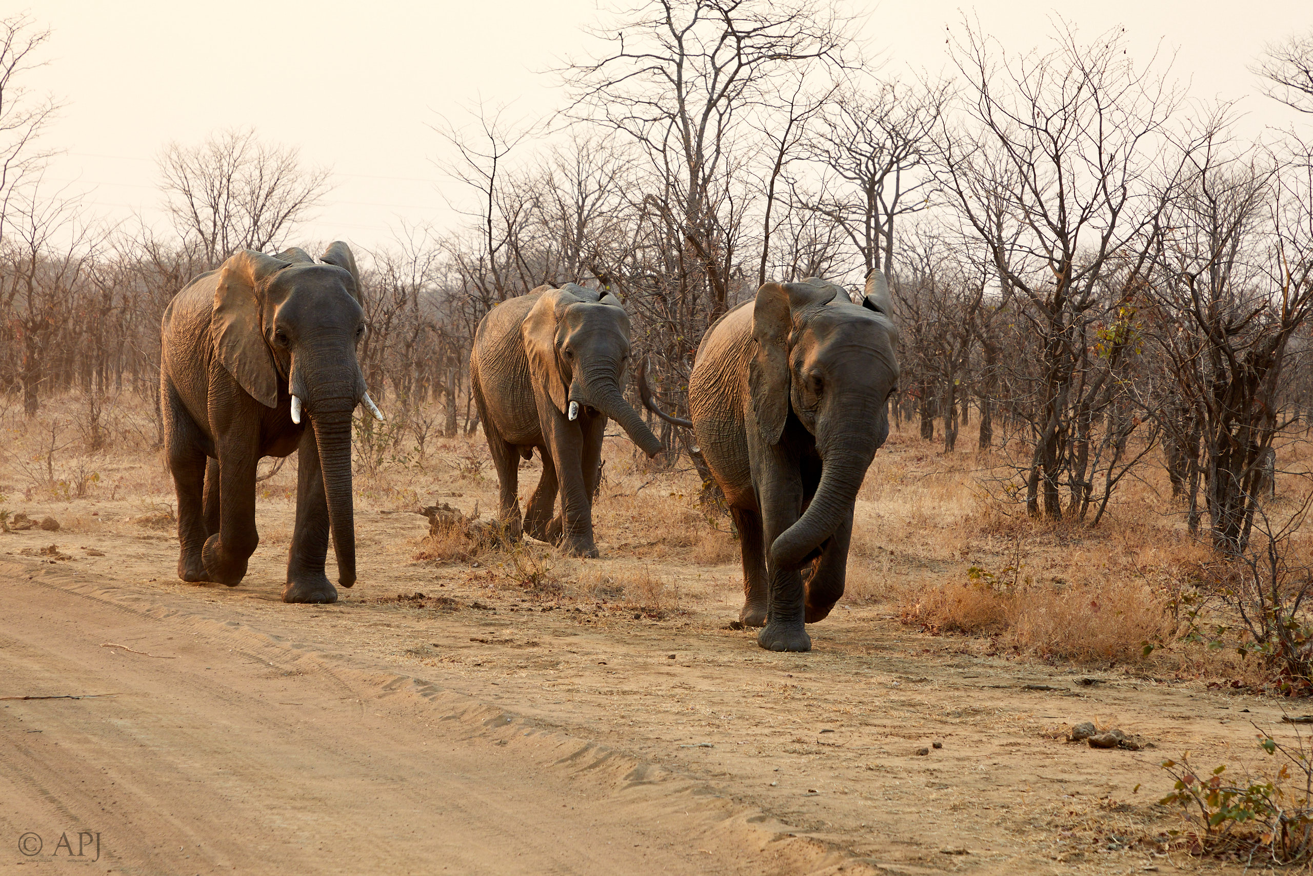 00149 APJ Sambia Malawi 2018 01015