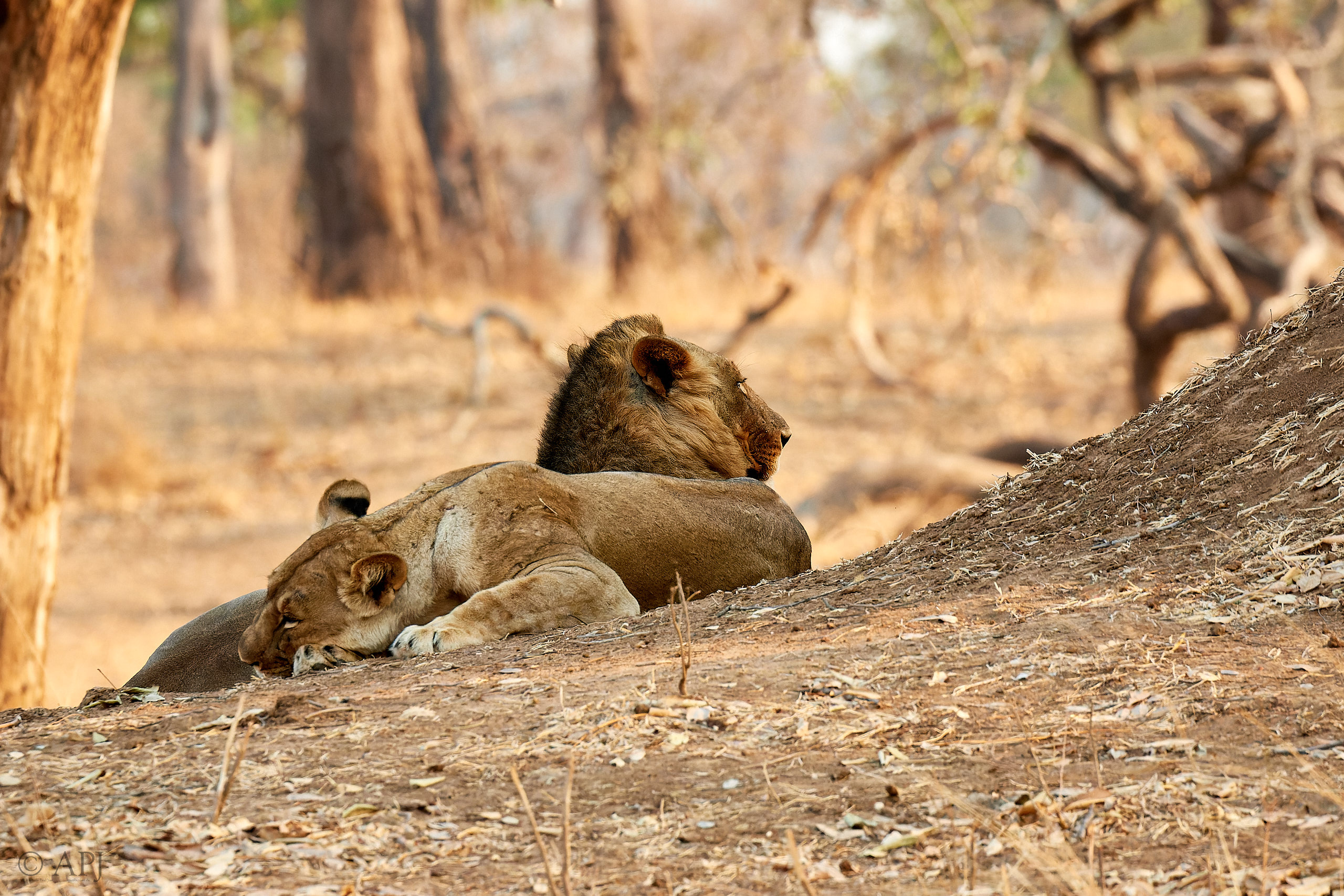00155 APJ Sambia Malawi 2018 01058 D