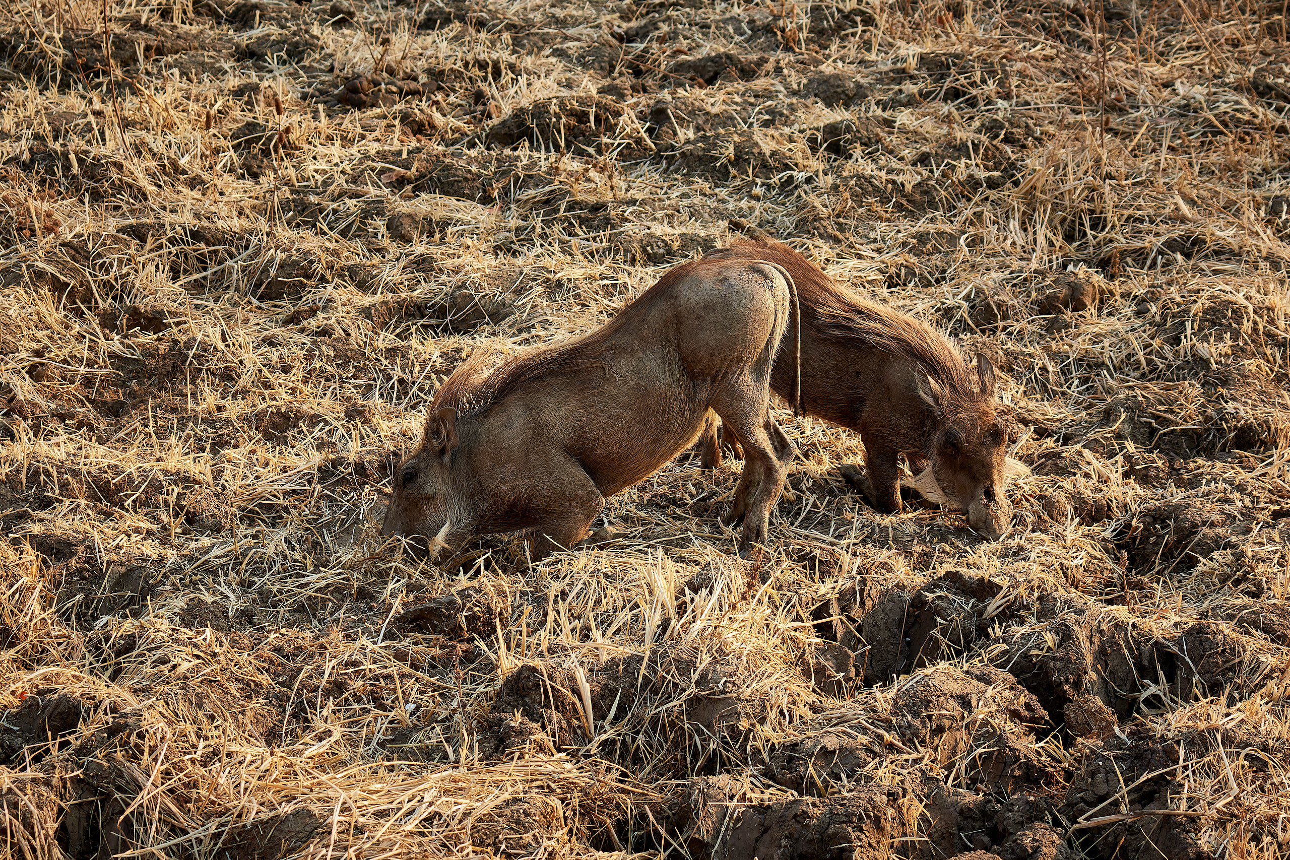 00158 APJ Sambia Malawi 2018 01081 D