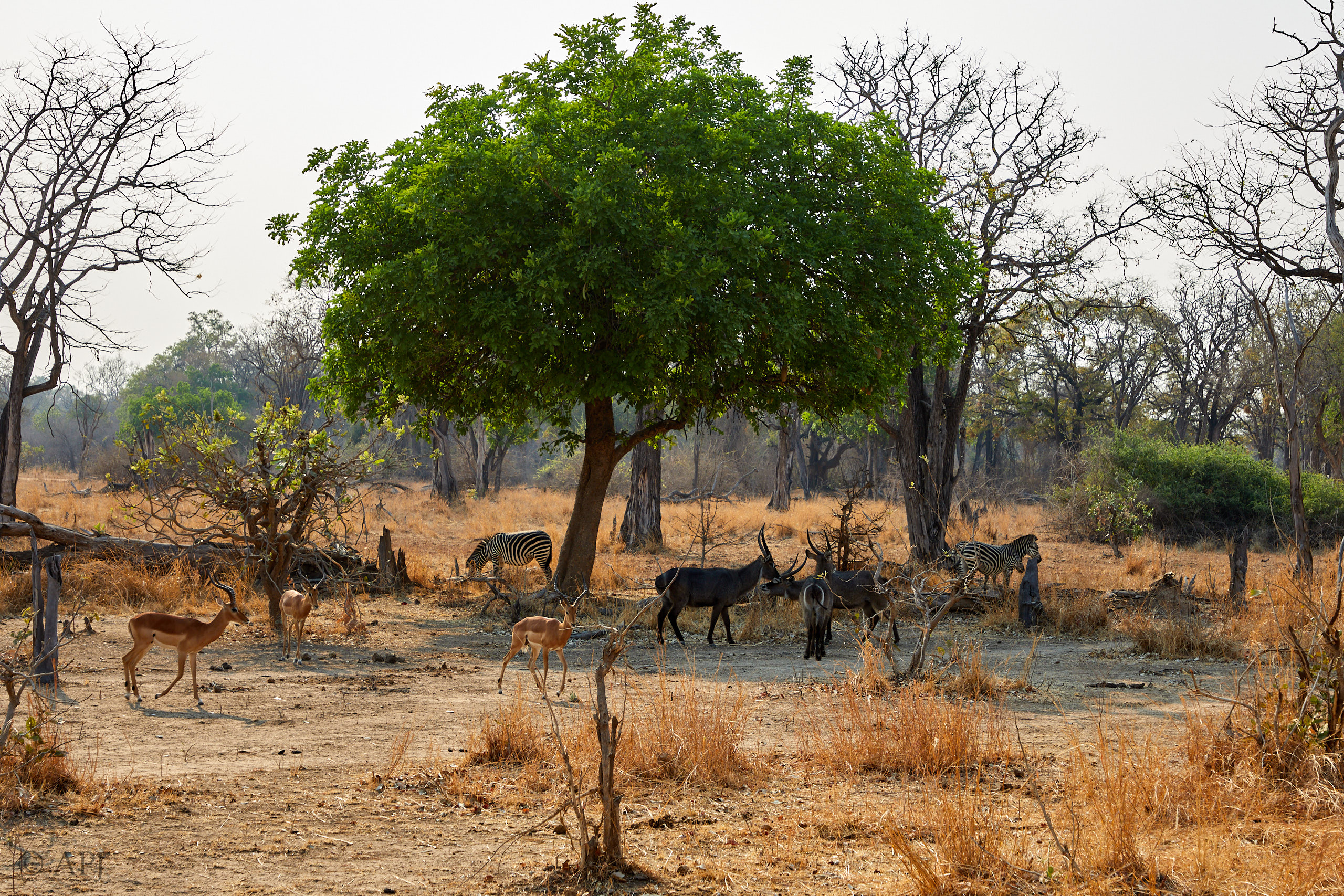00162 APJ Sambia Malawi 2018 01114