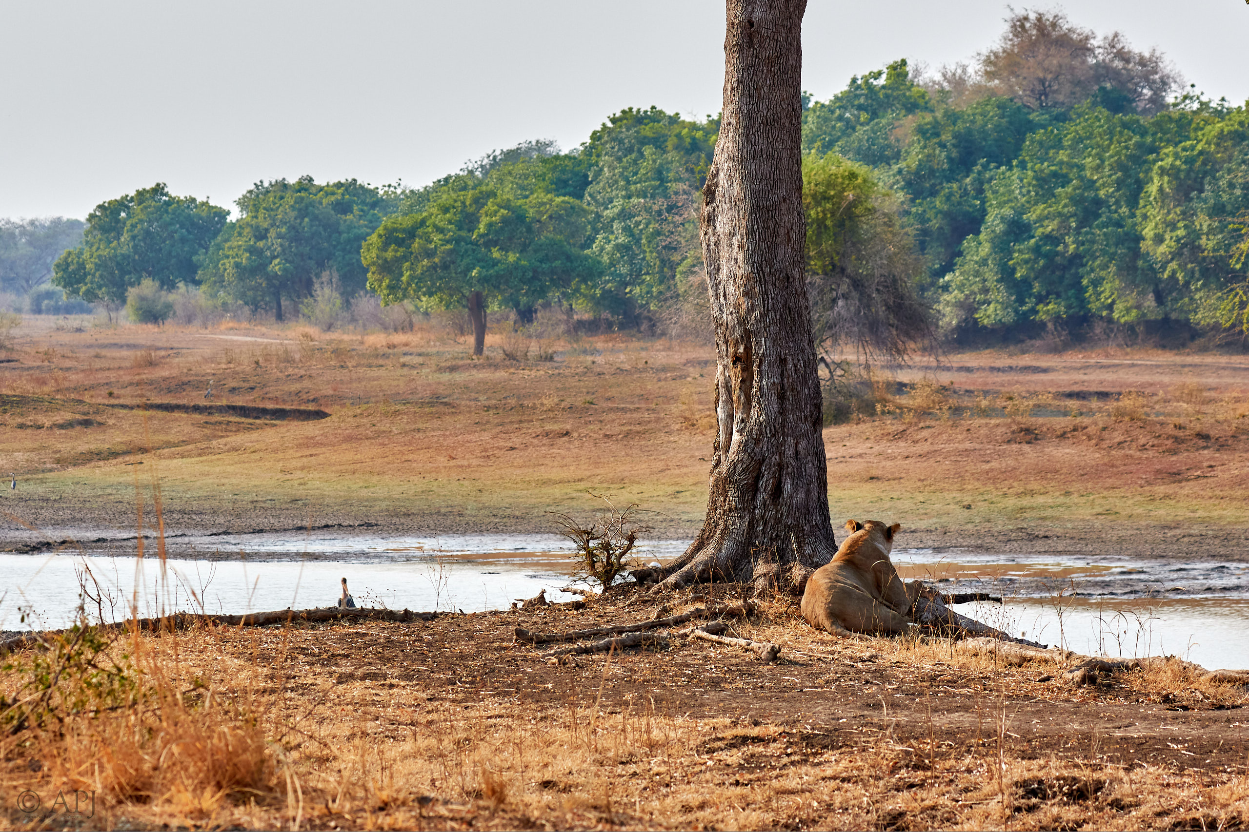 00167 APJ Sambia Malawi 2018 01155