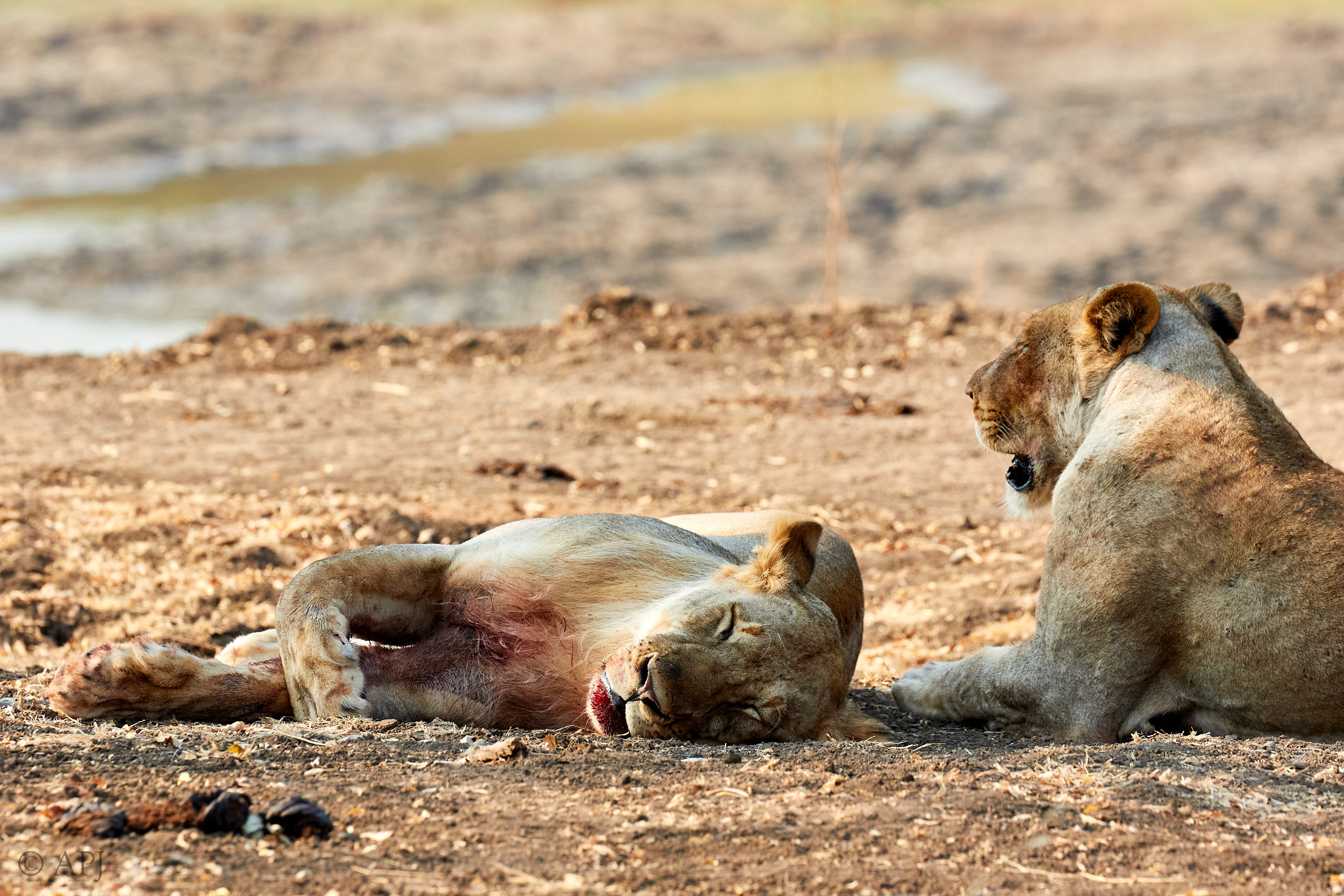 00171 APJ Sambia Malawi 2018 01184