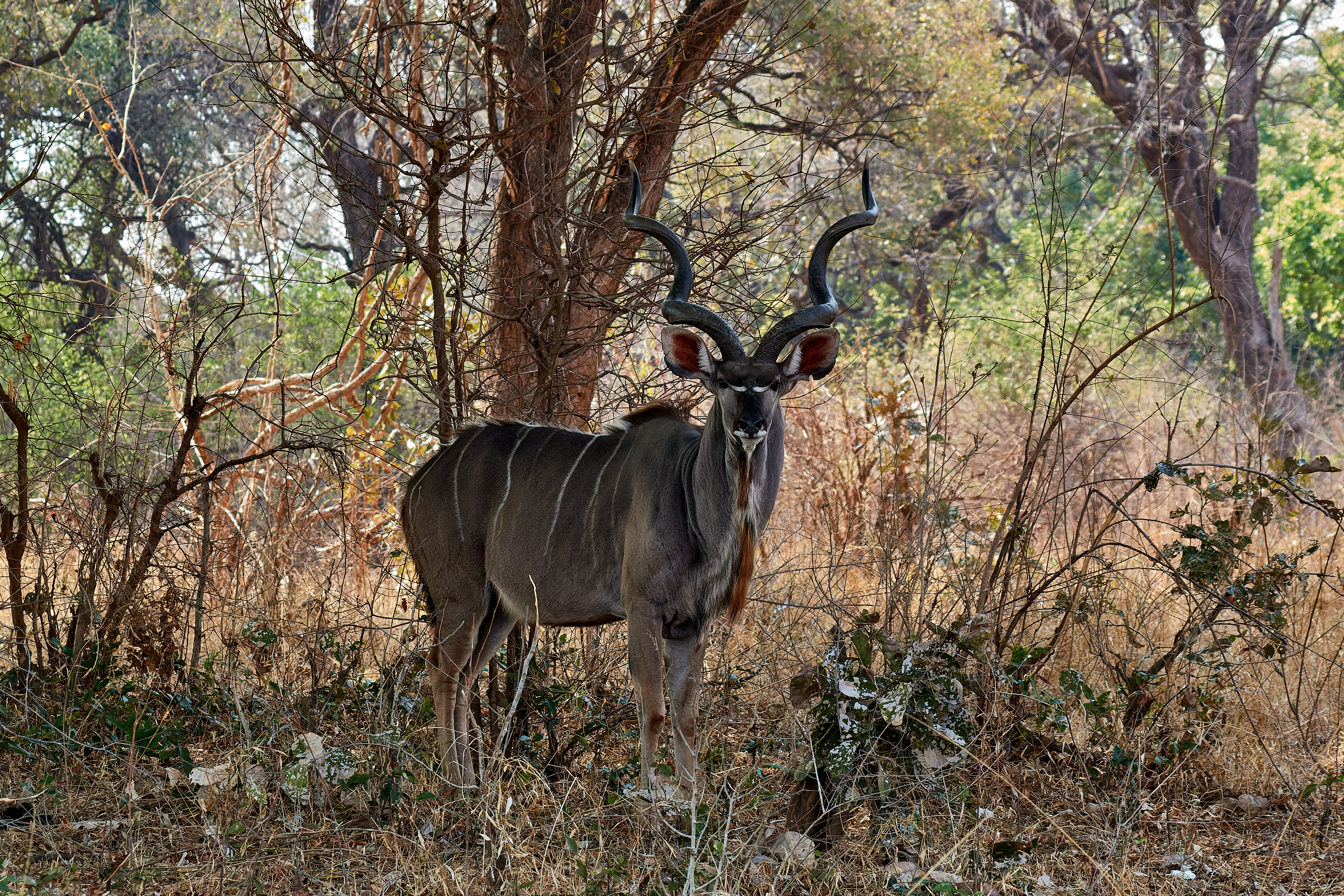 00179 APJ Sambia Malawi 2018 01268 D