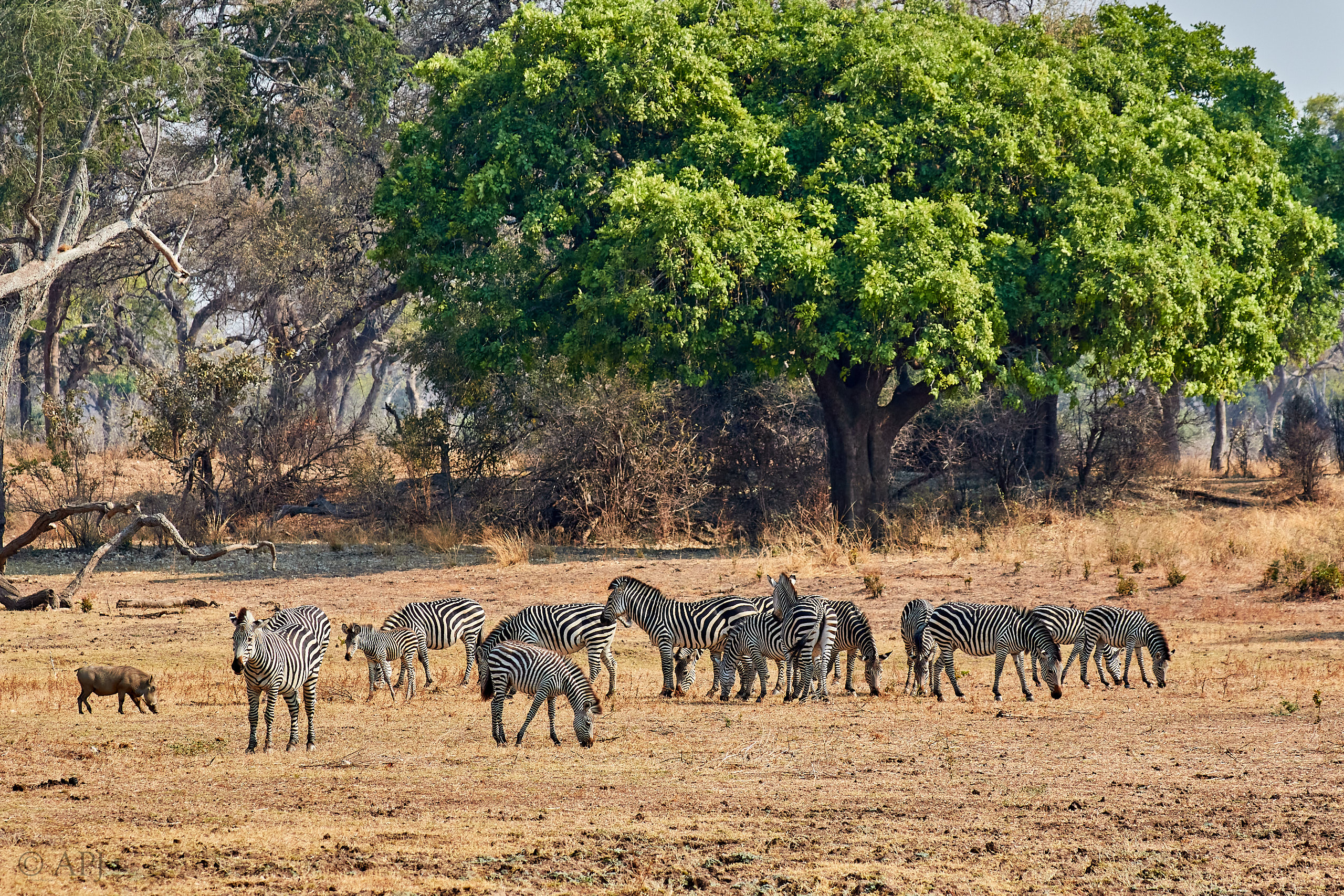 00180 APJ Sambia Malawi 2018 01278