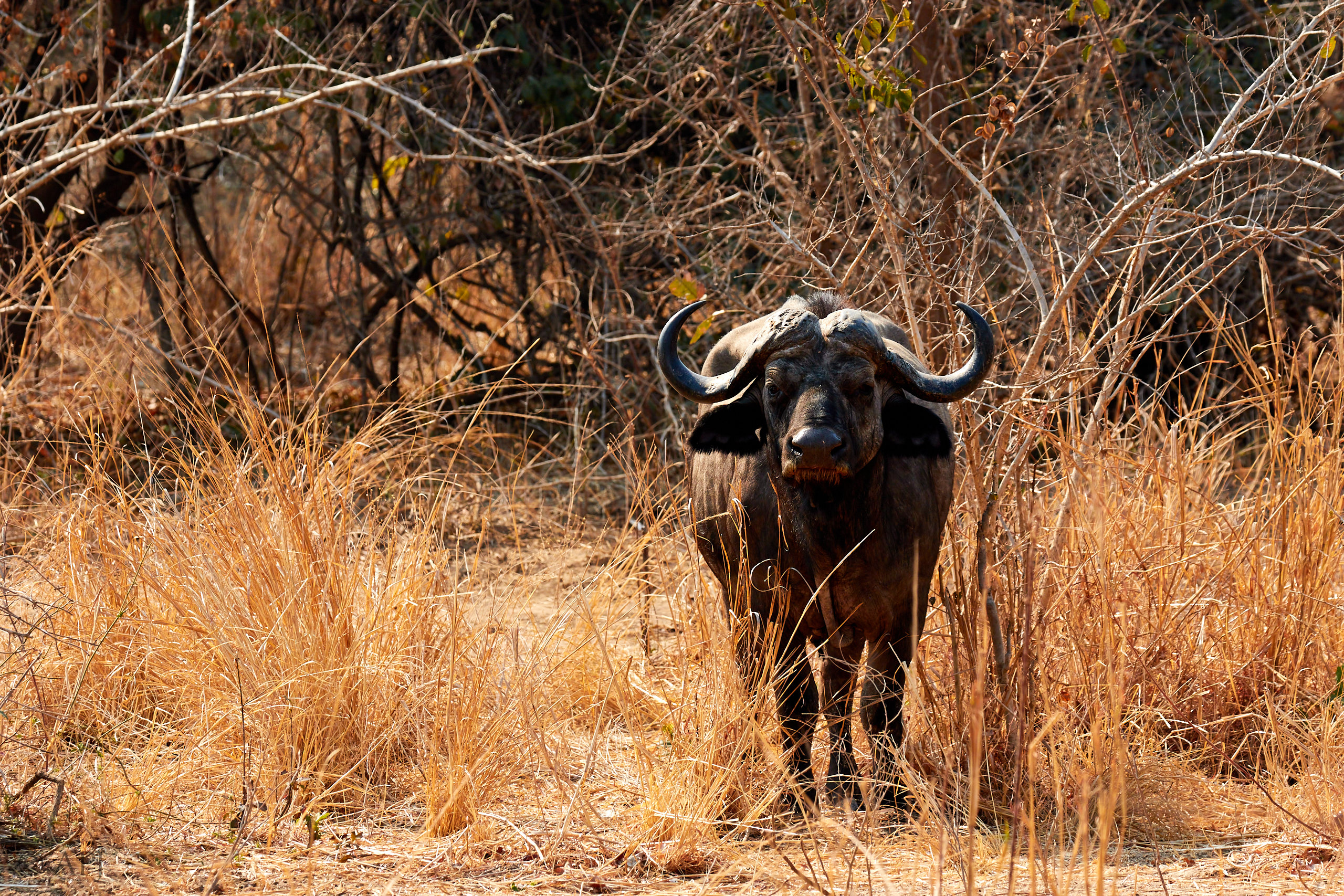 00181 APJ Sambia Malawi 2018 01295
