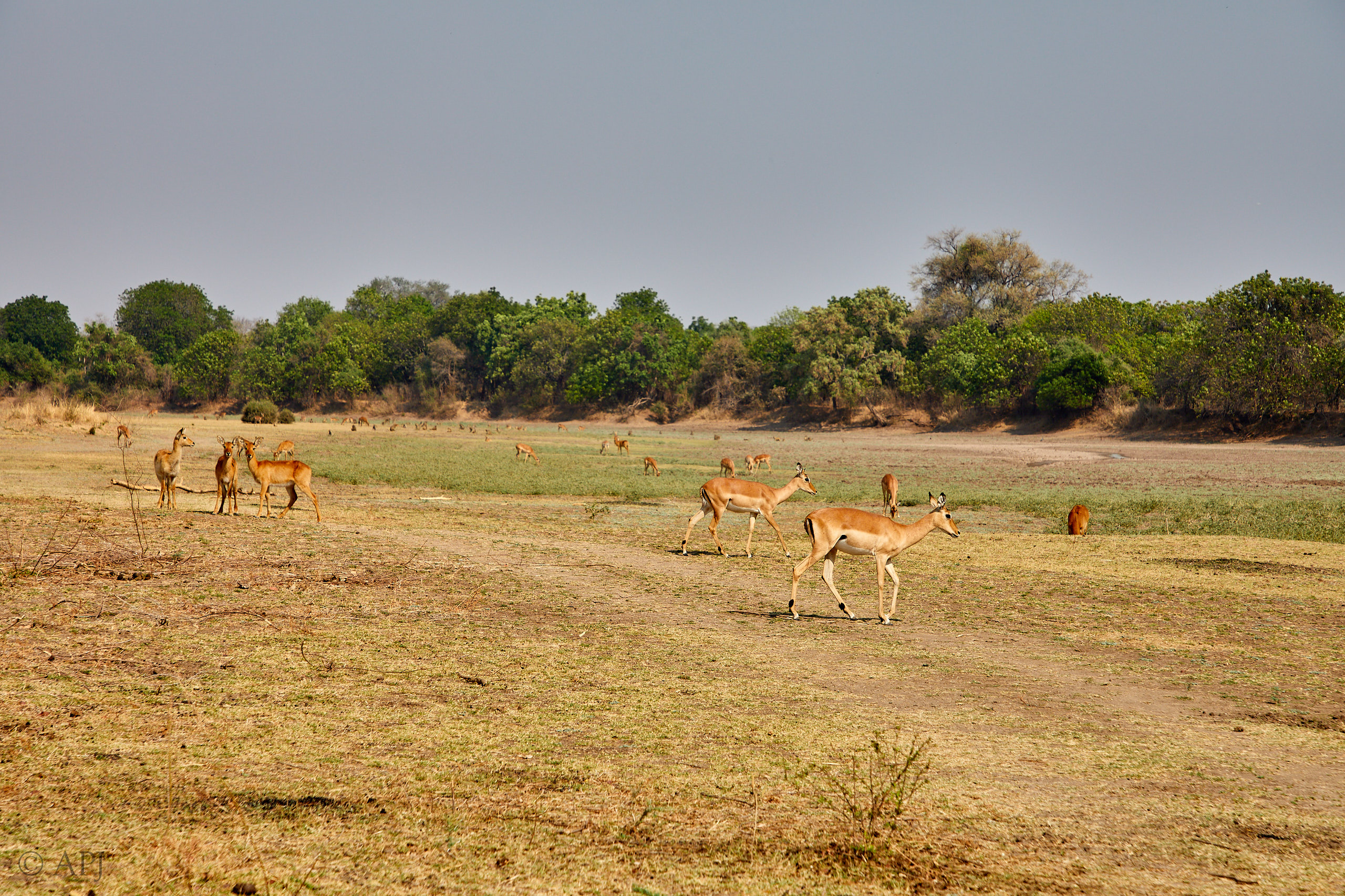 00184 APJ Sambia Malawi 2018 01324