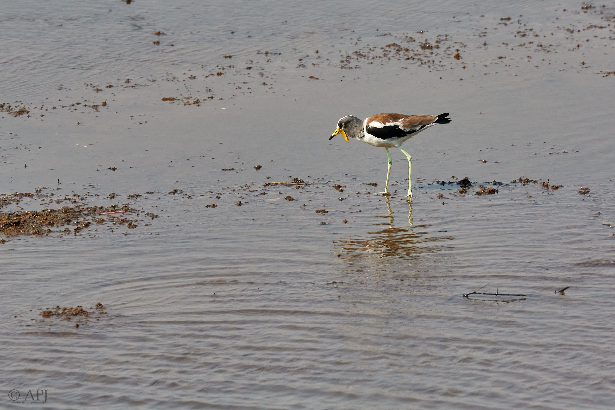 00188 APJ Sambia Malawi 2018 01372