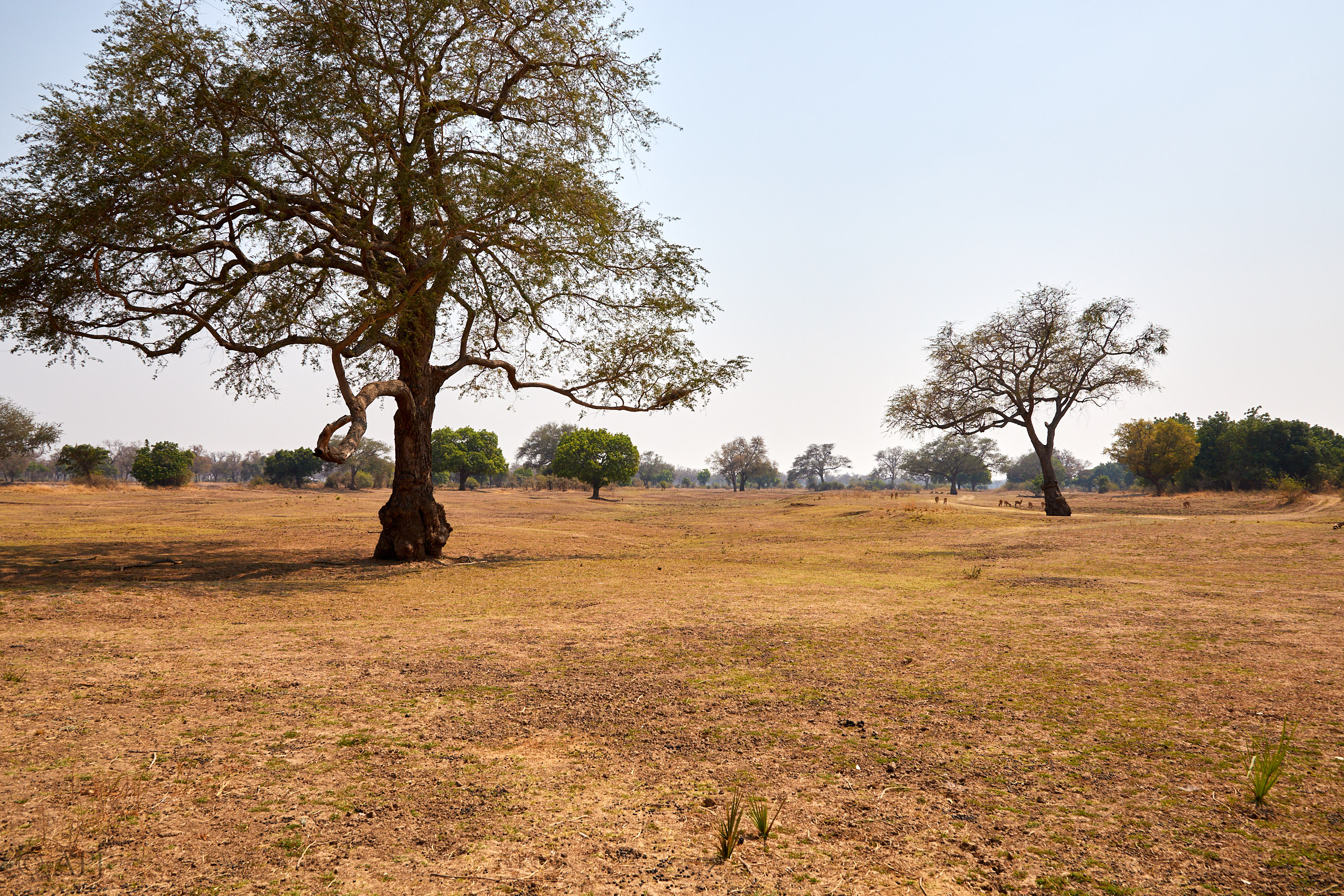 00189 APJ Sambia Malawi 2018 01377