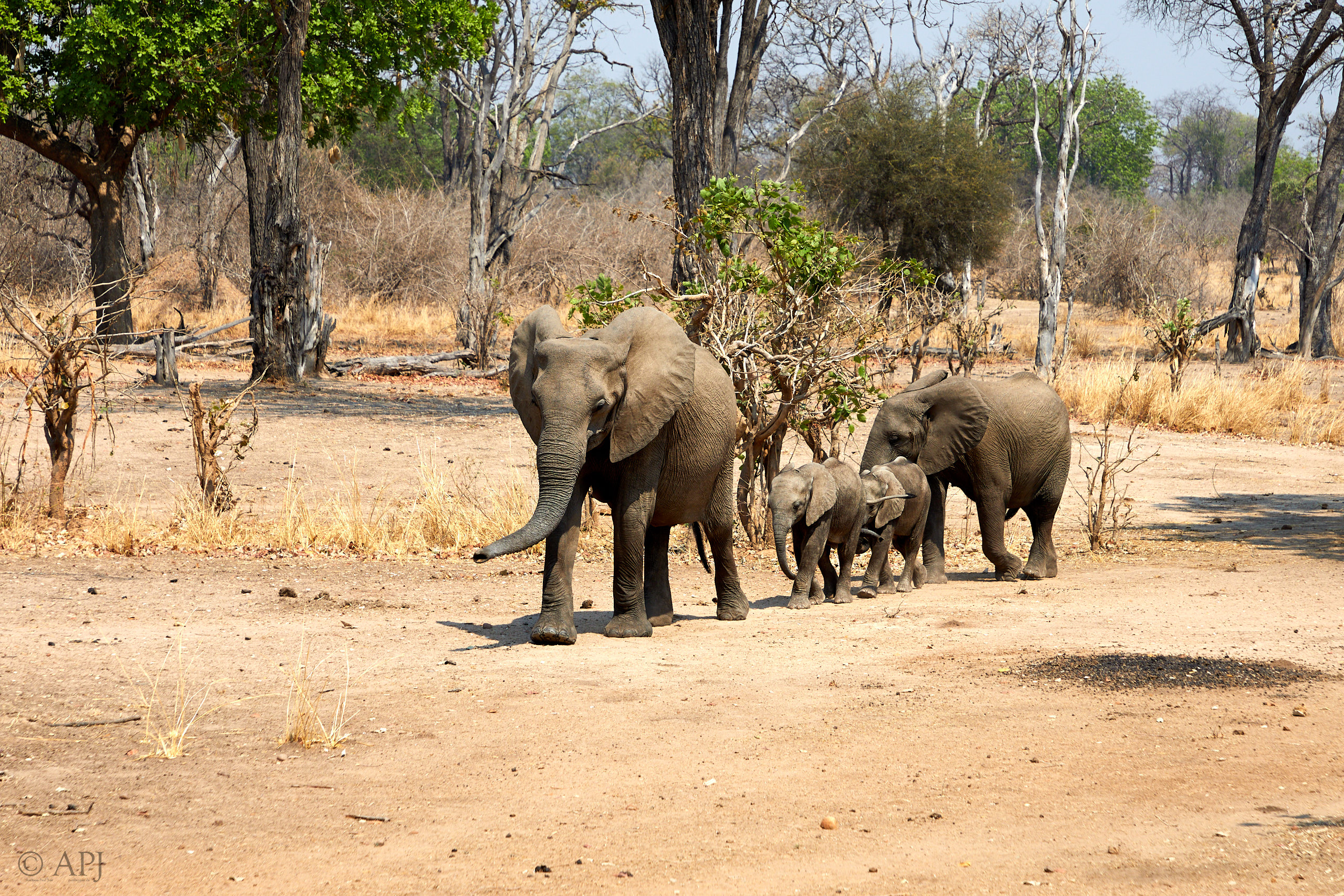 00191 APJ Sambia Malawi 2018 01391