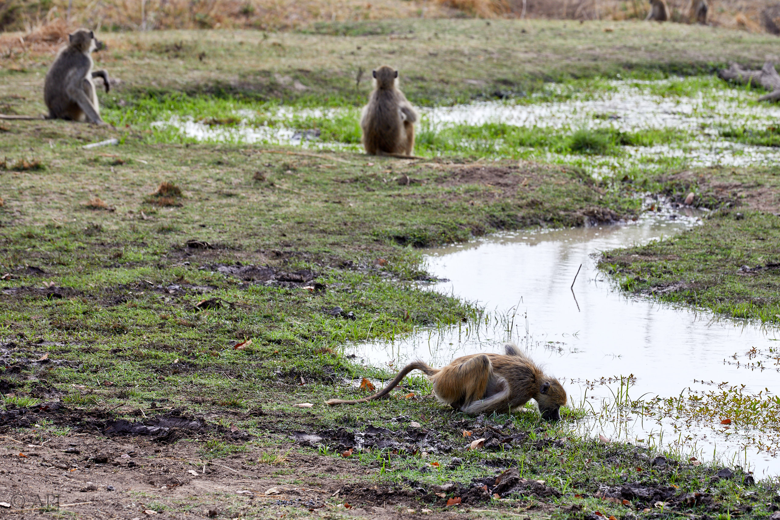 00197 APJ Sambia Malawi 2018 01441