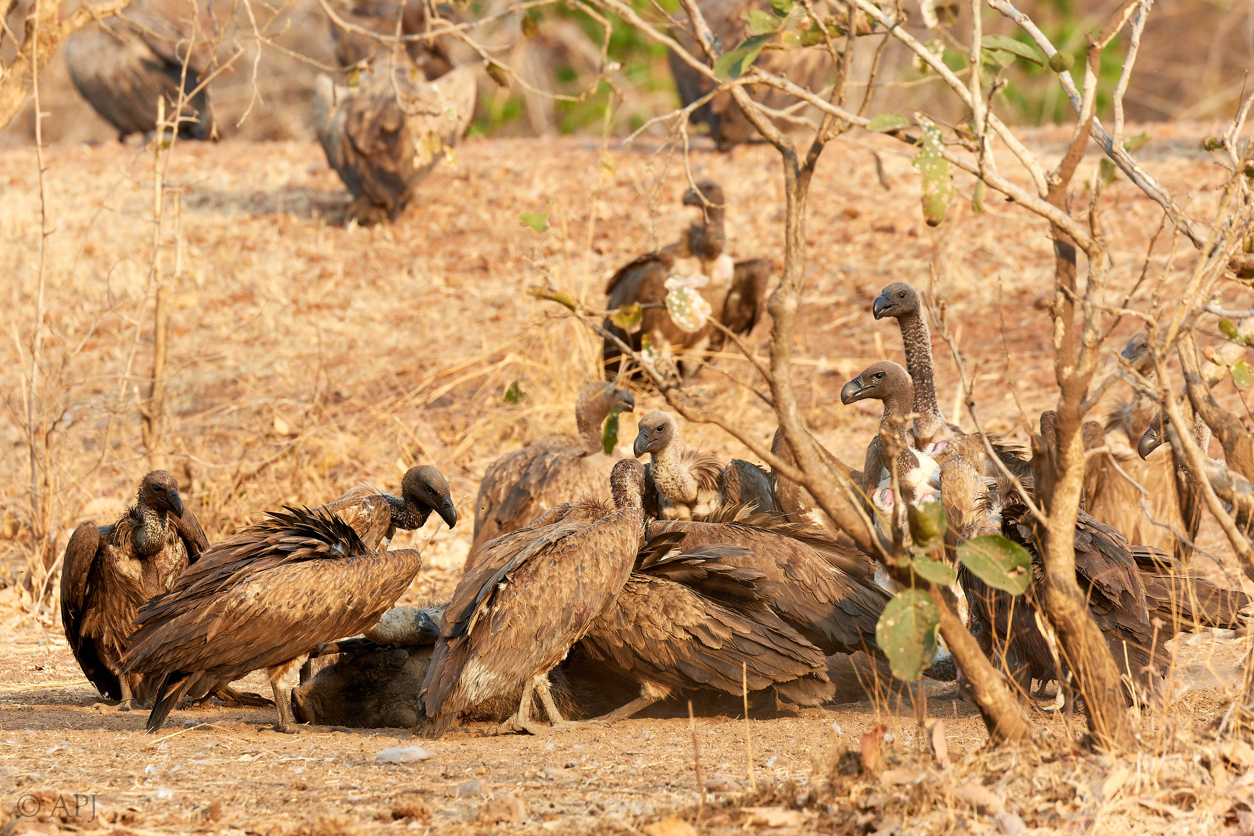 00204 APJ Sambia Malawi 2018 01547 D