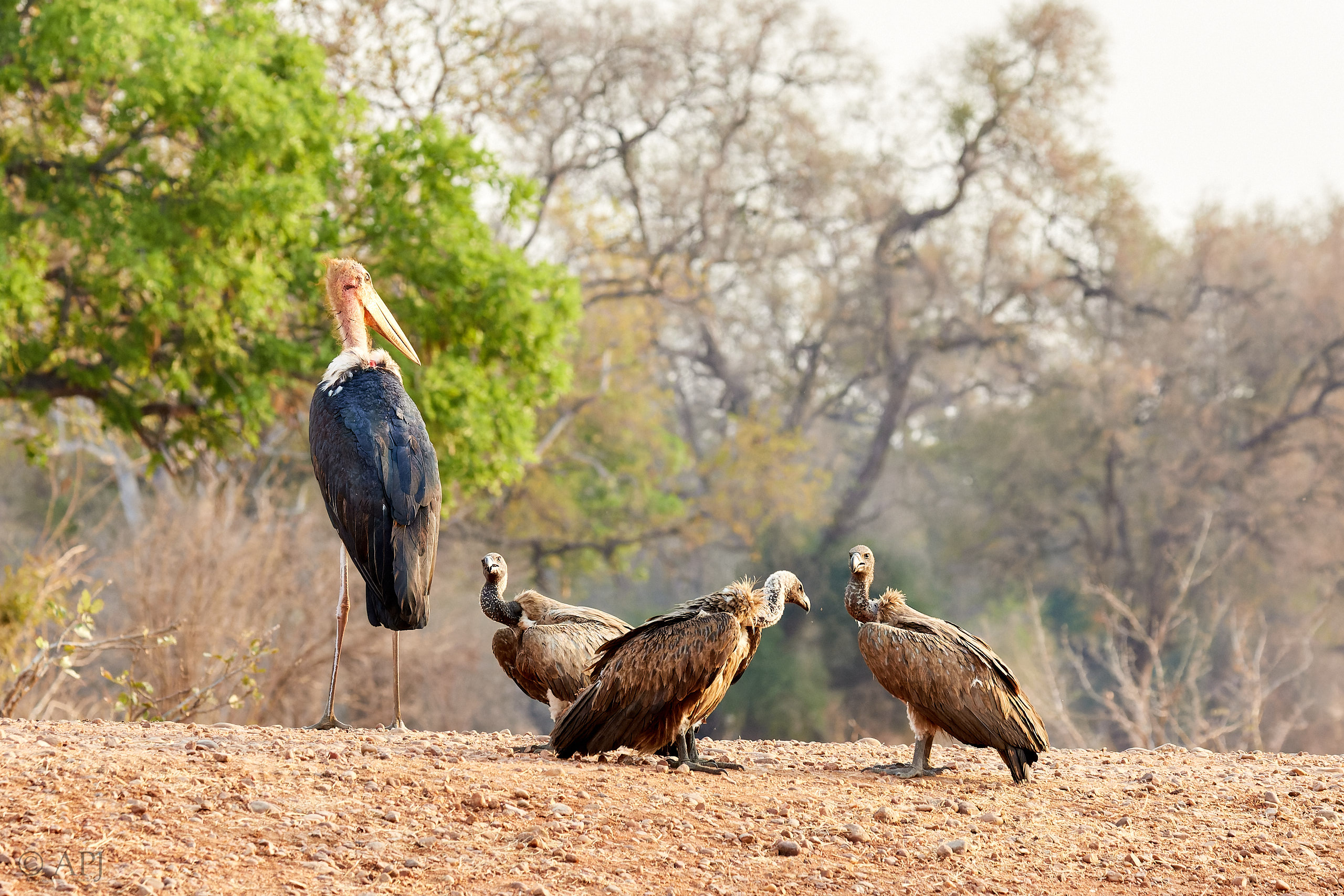 00206 APJ Sambia Malawi 2018 01592 D