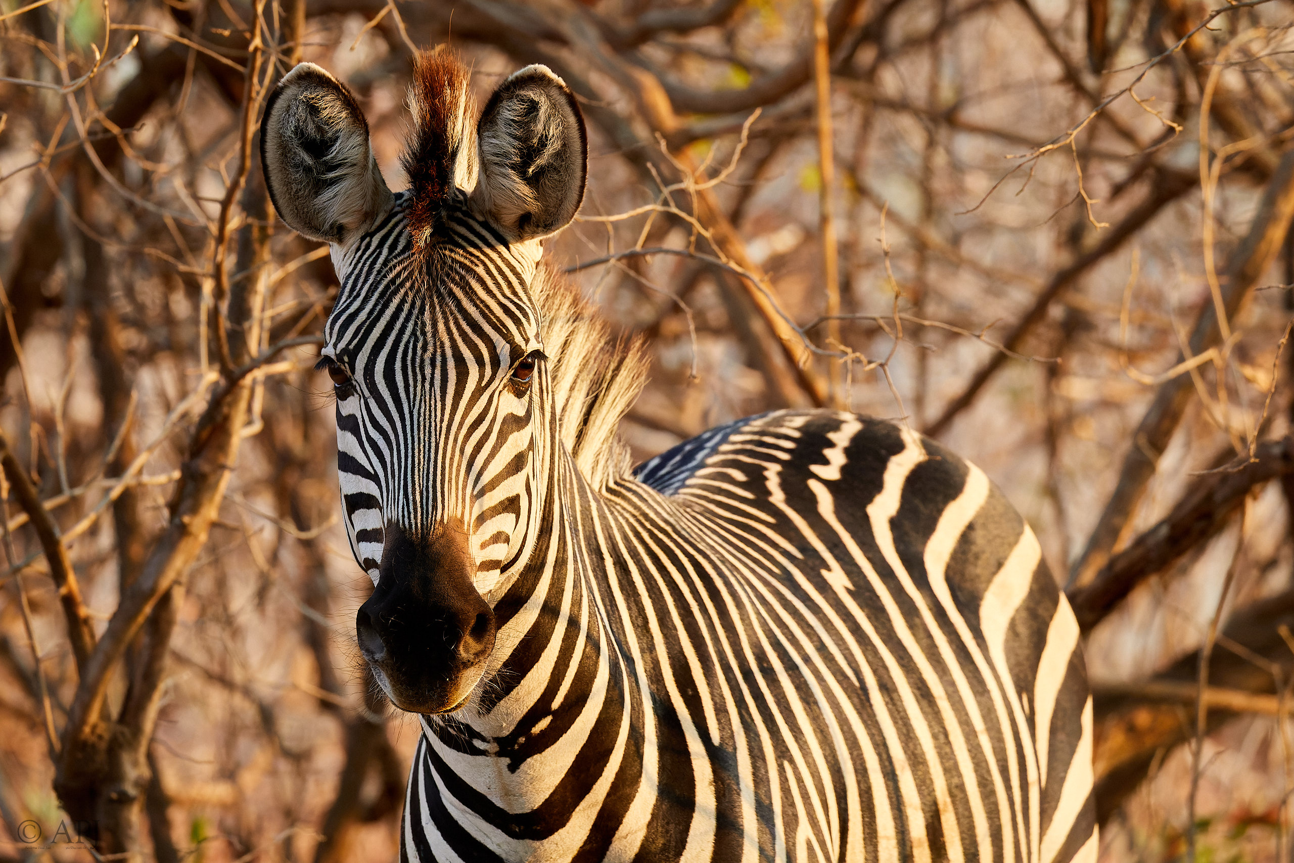 00212 APJ Sambia Malawi 2018 01647 D