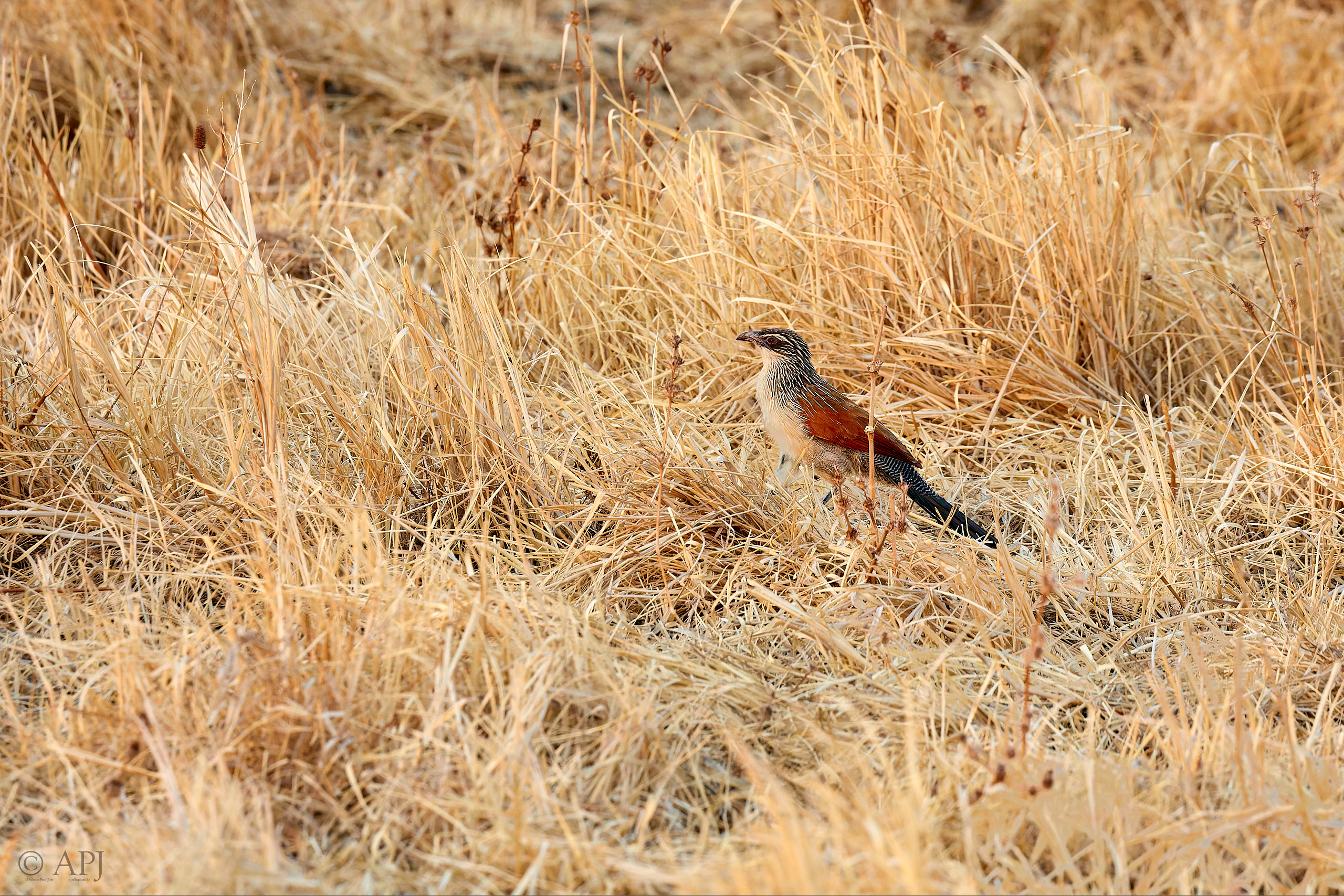 00214 APJ Sambia Malawi 2018 01664 D