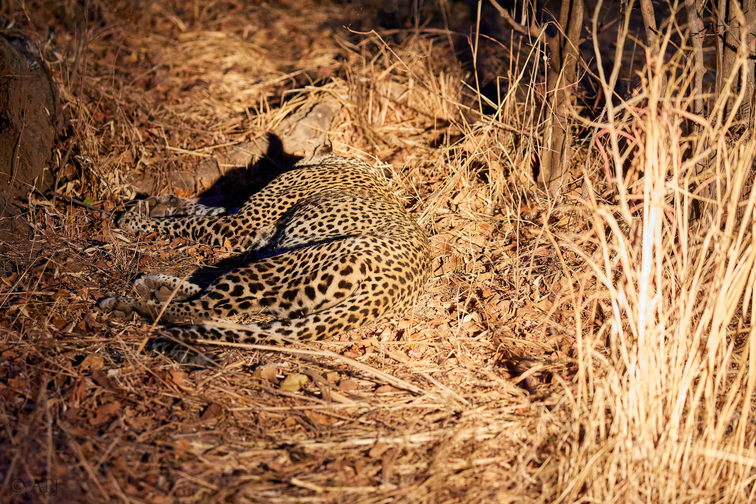 00217 APJ Sambia Malawi 2018 01702