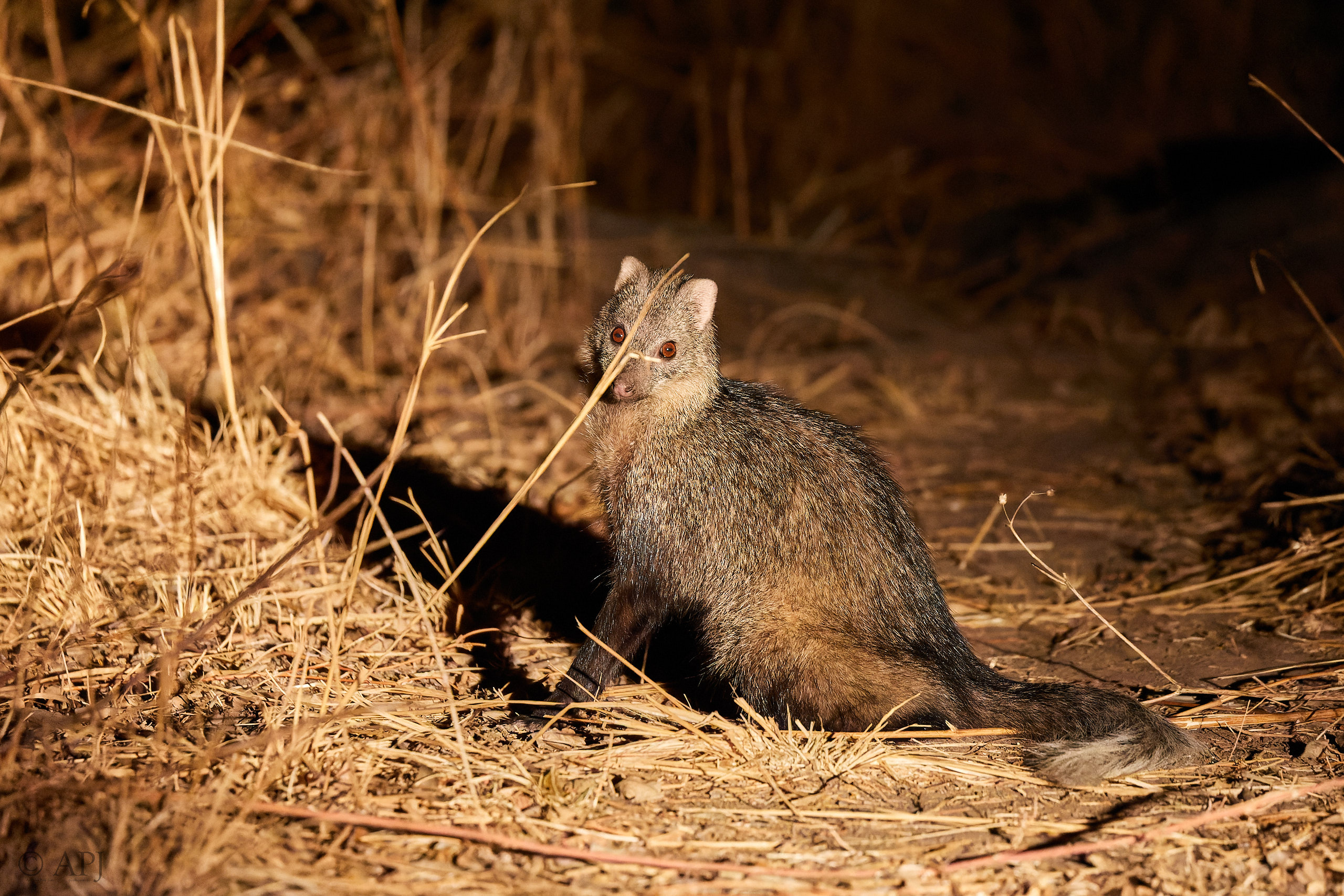 00223 APJ Sambia Malawi 2018 01779