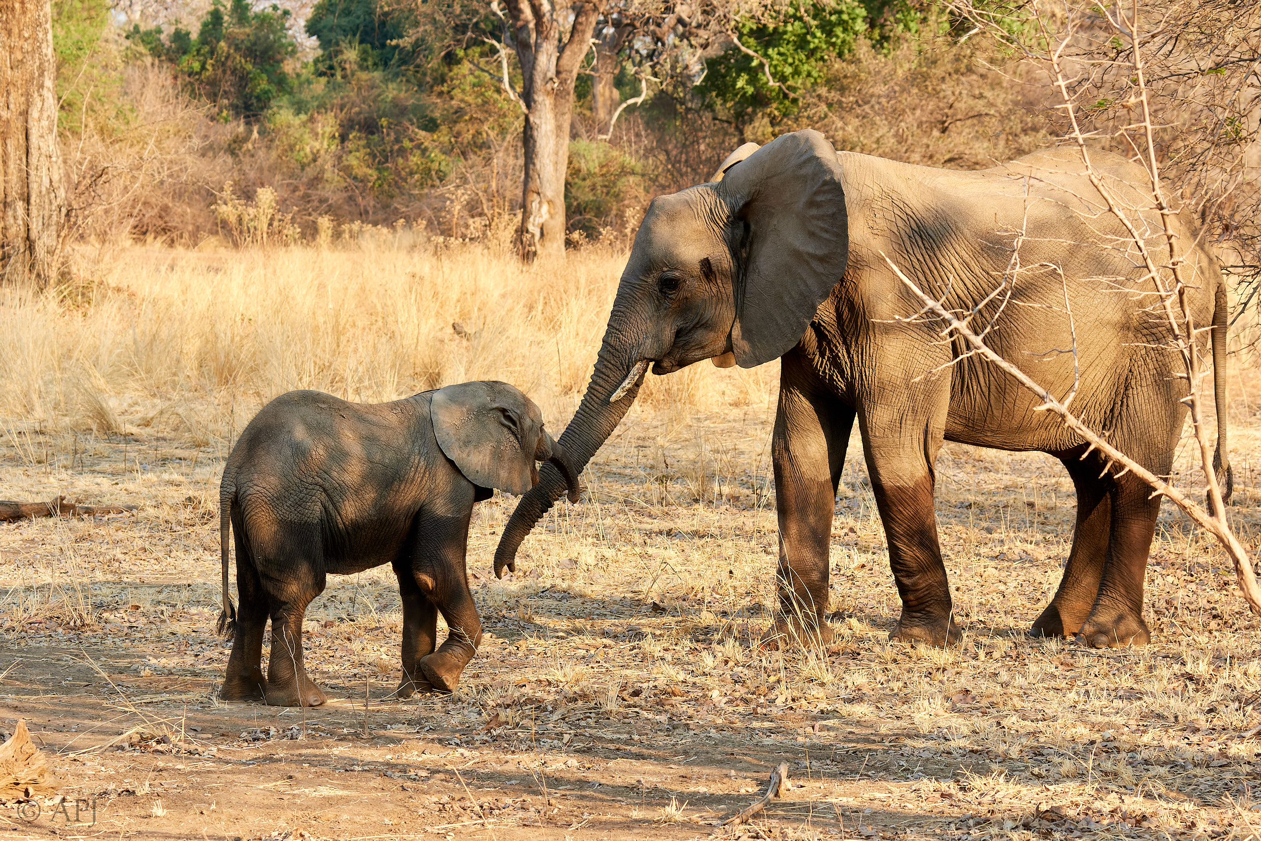 00225 APJ Sambia Malawi 2018 01796 D