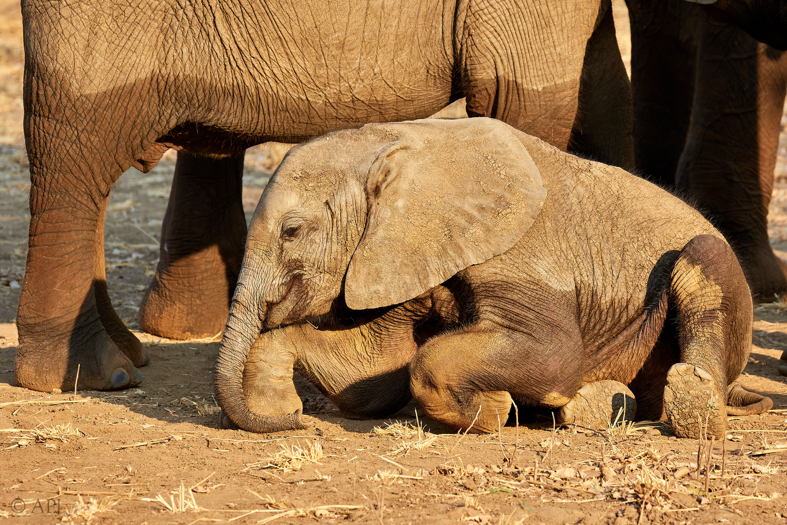00228 APJ Sambia Malawi 2018 01823 D