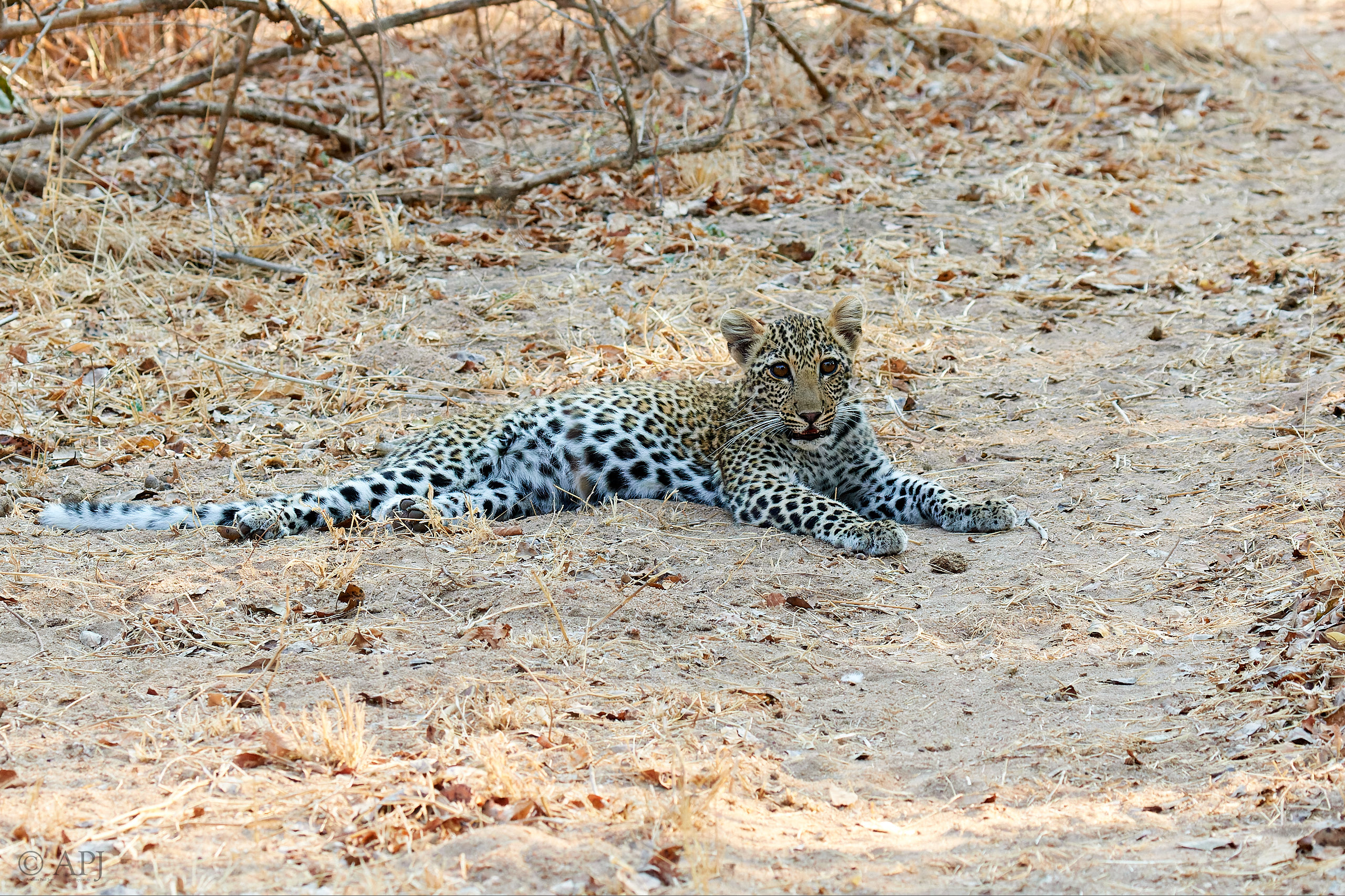 00235 APJ Sambia Malawi 2018 01892