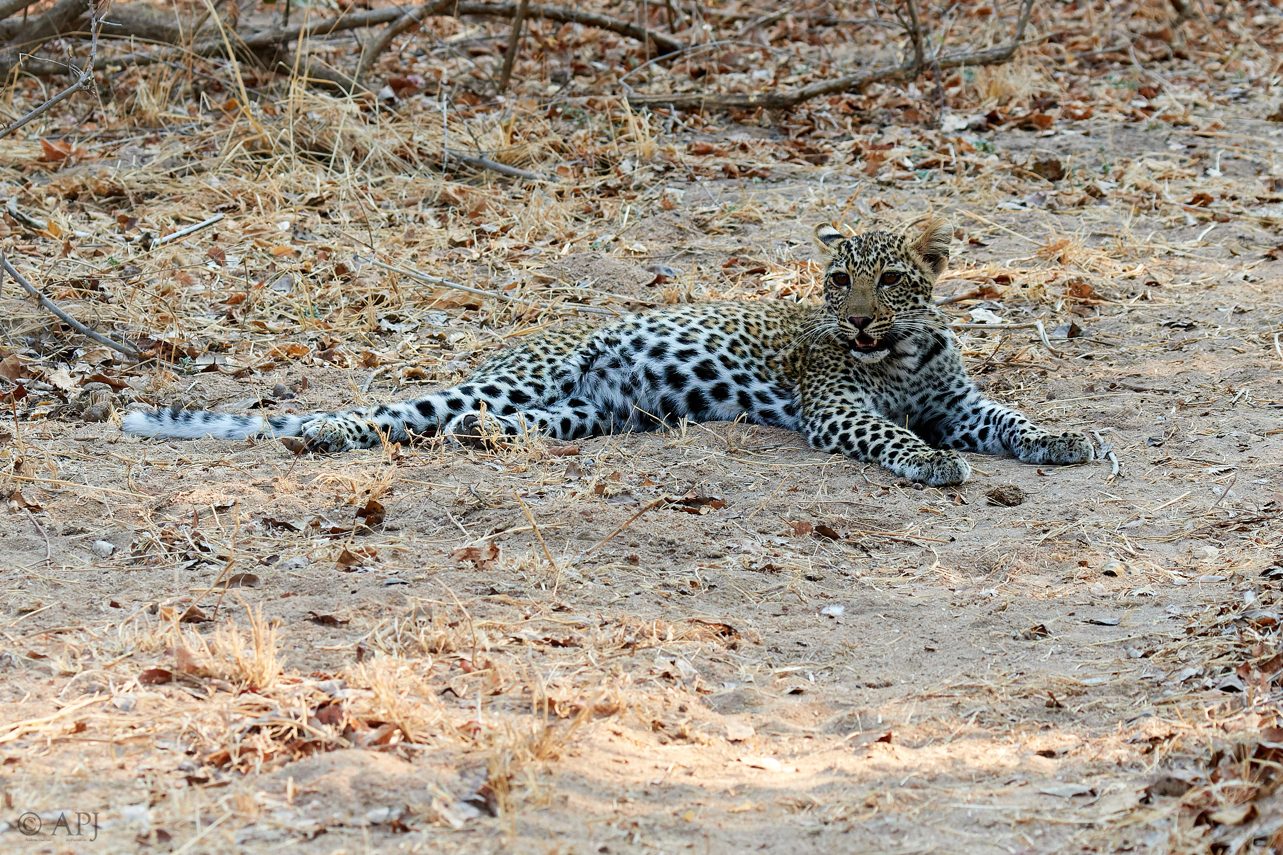 00236 APJ Sambia Malawi 2018 01902