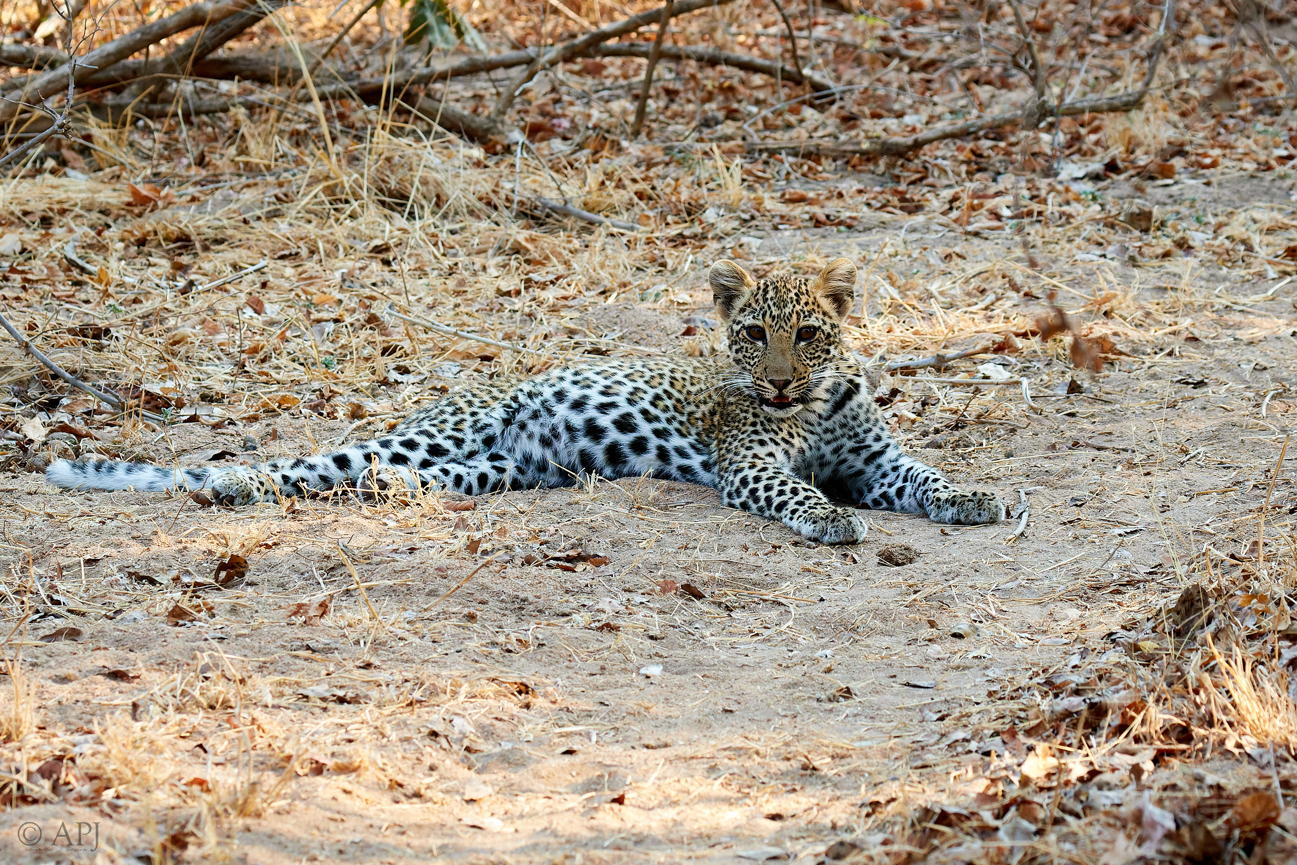 00239 APJ Sambia Malawi 2018 01960