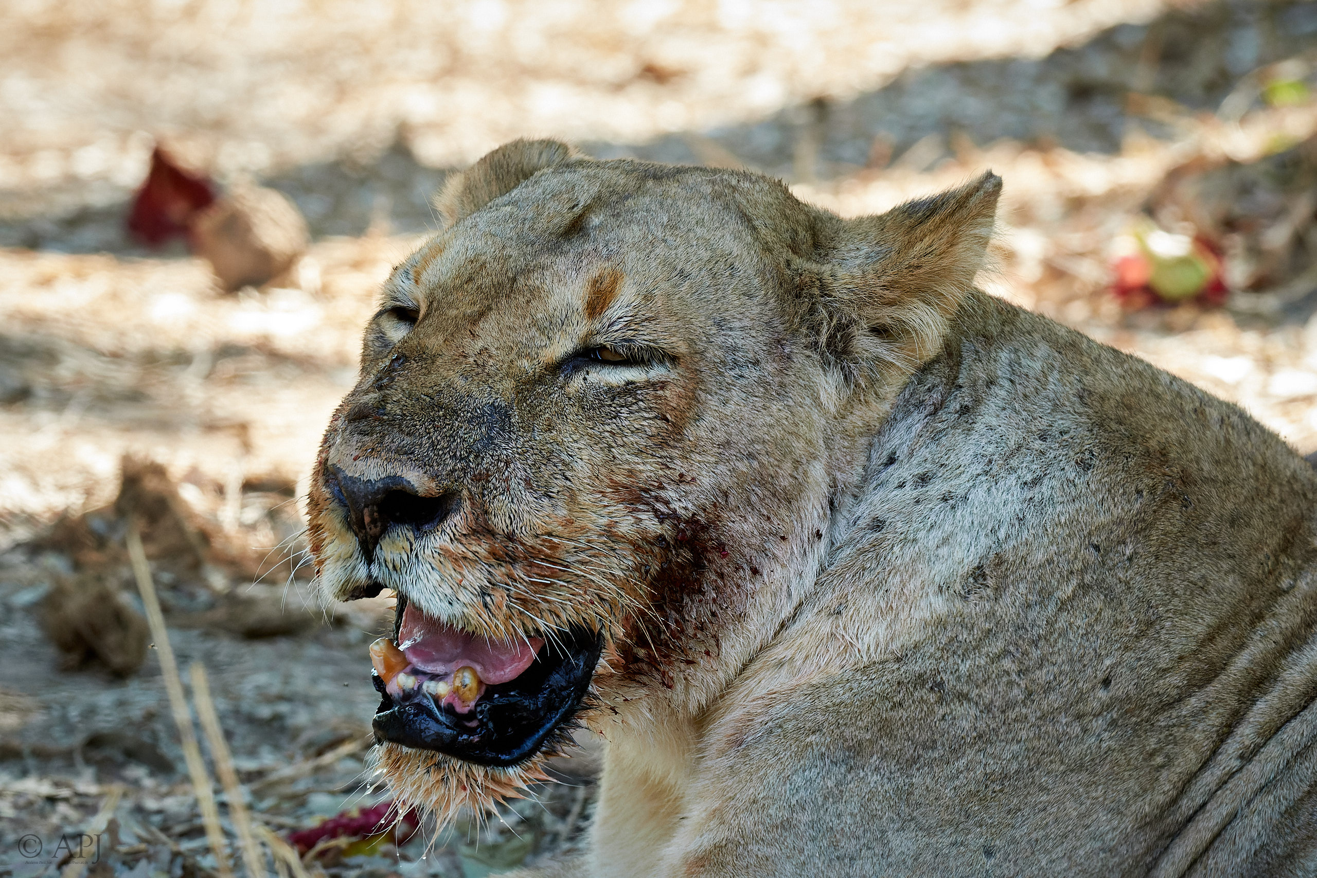 00246 APJ Sambia Malawi 2018 02024