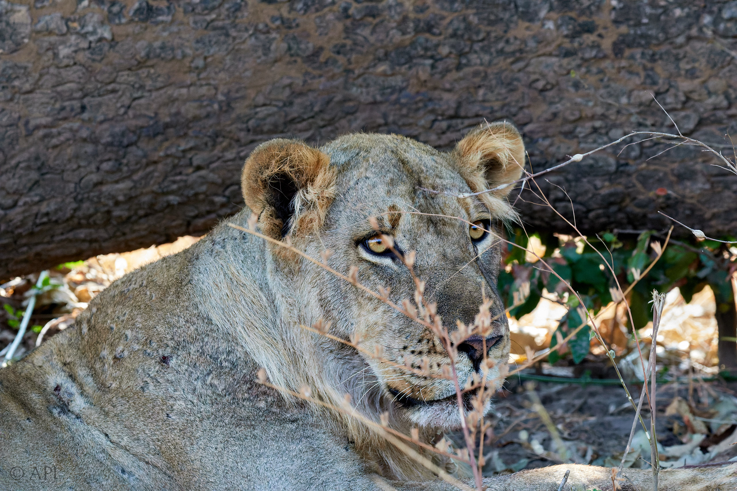00248 APJ Sambia Malawi 2018 02038