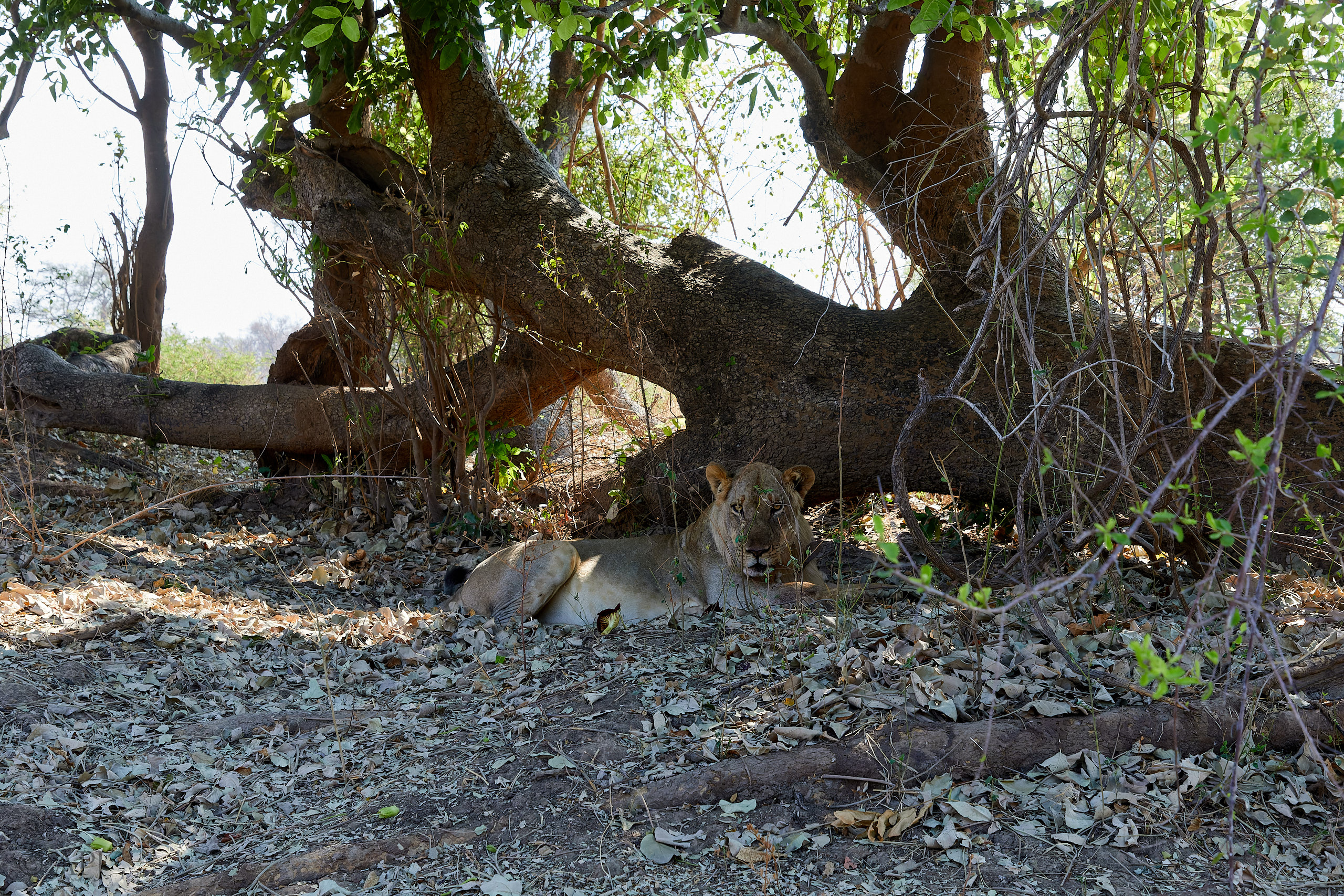 00249 APJ Sambia Malawi 2018 02043