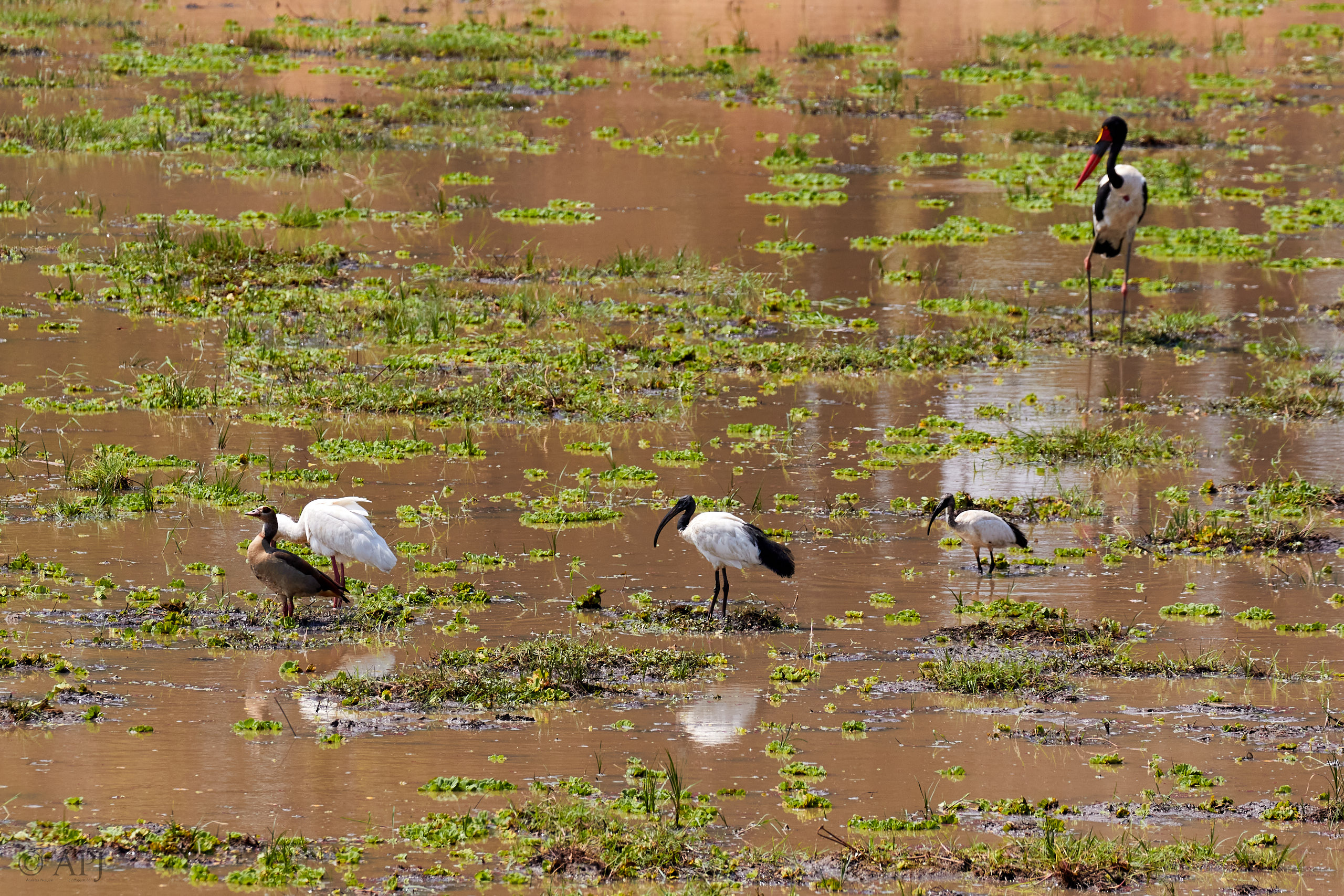 00254 APJ Sambia Malawi 2018 02083