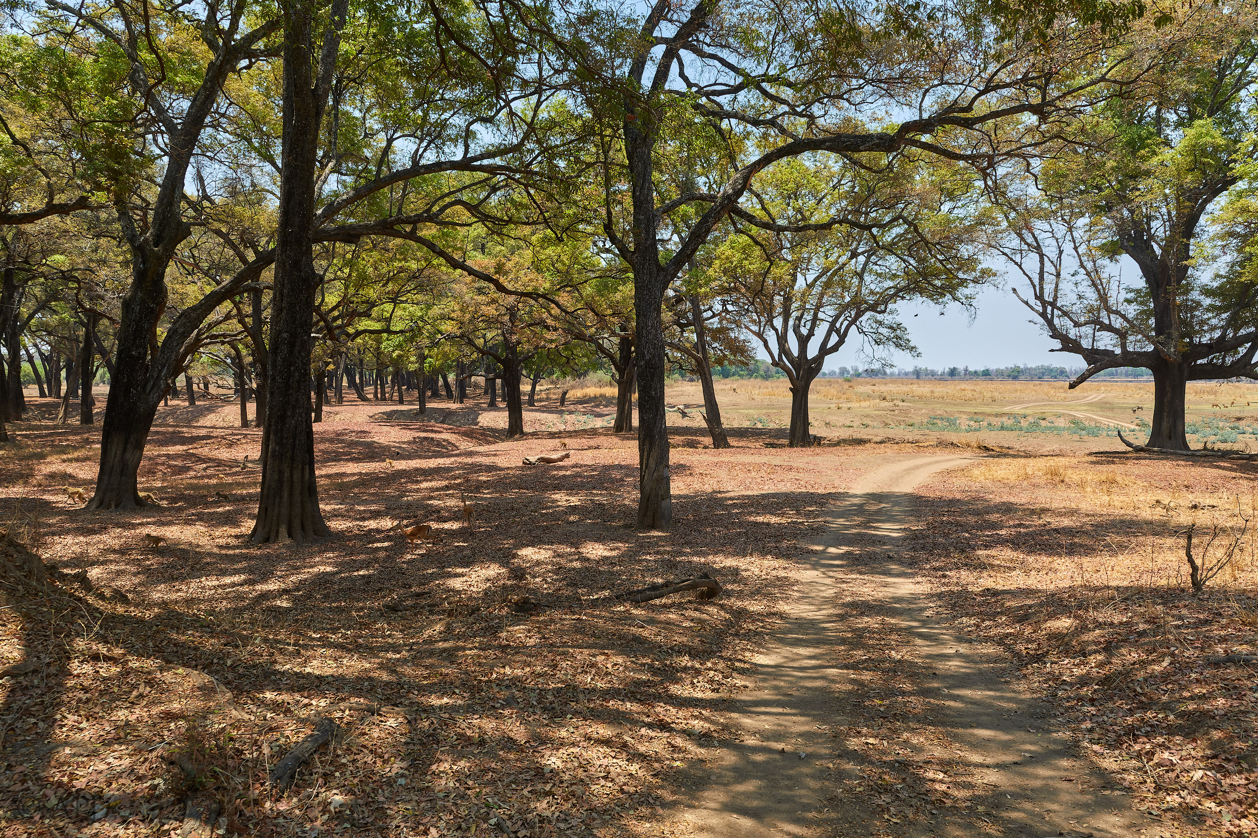 00264 APJ Sambia Malawi 2018 02139 D